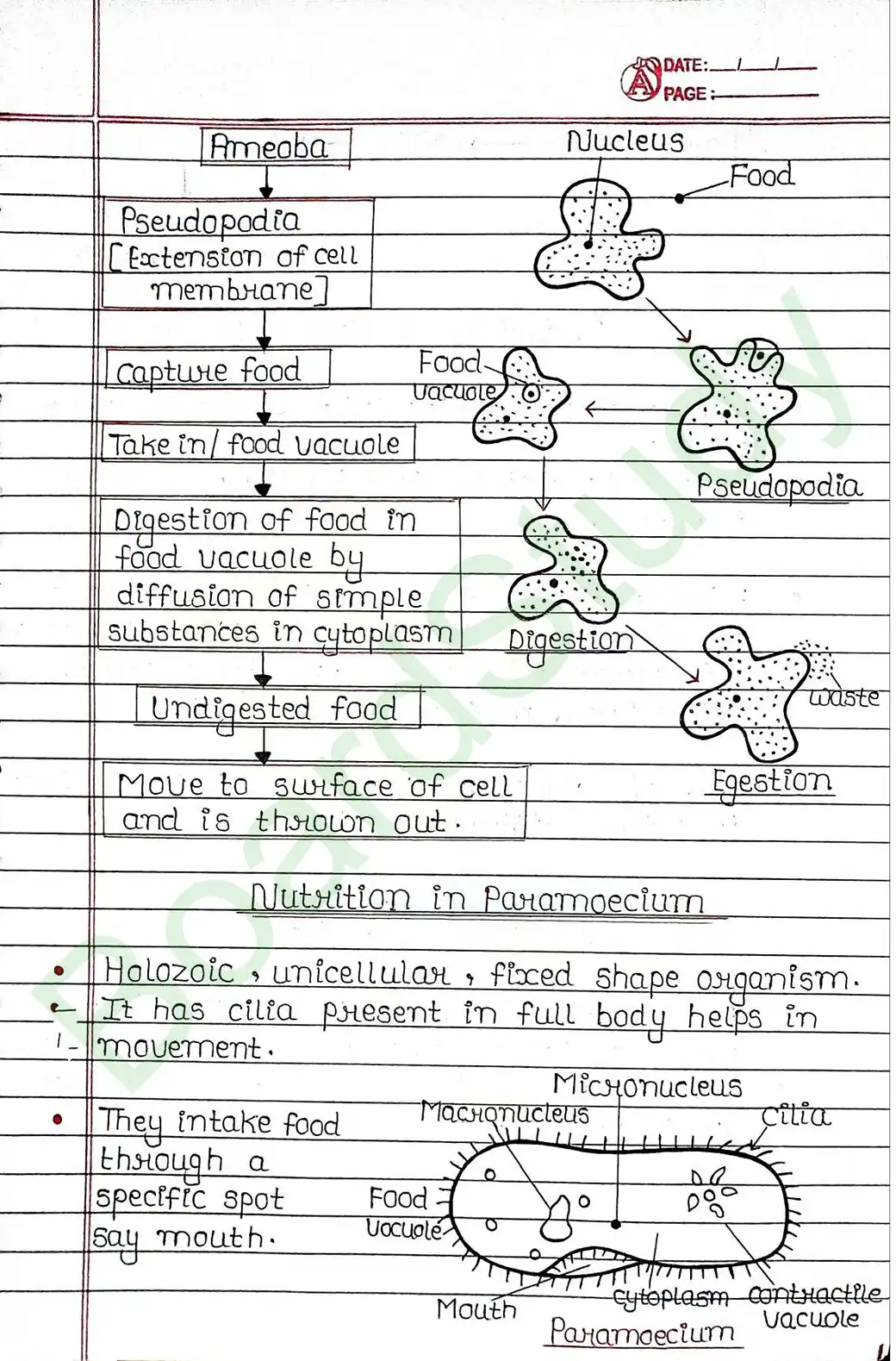 5. Life processes_page-0011