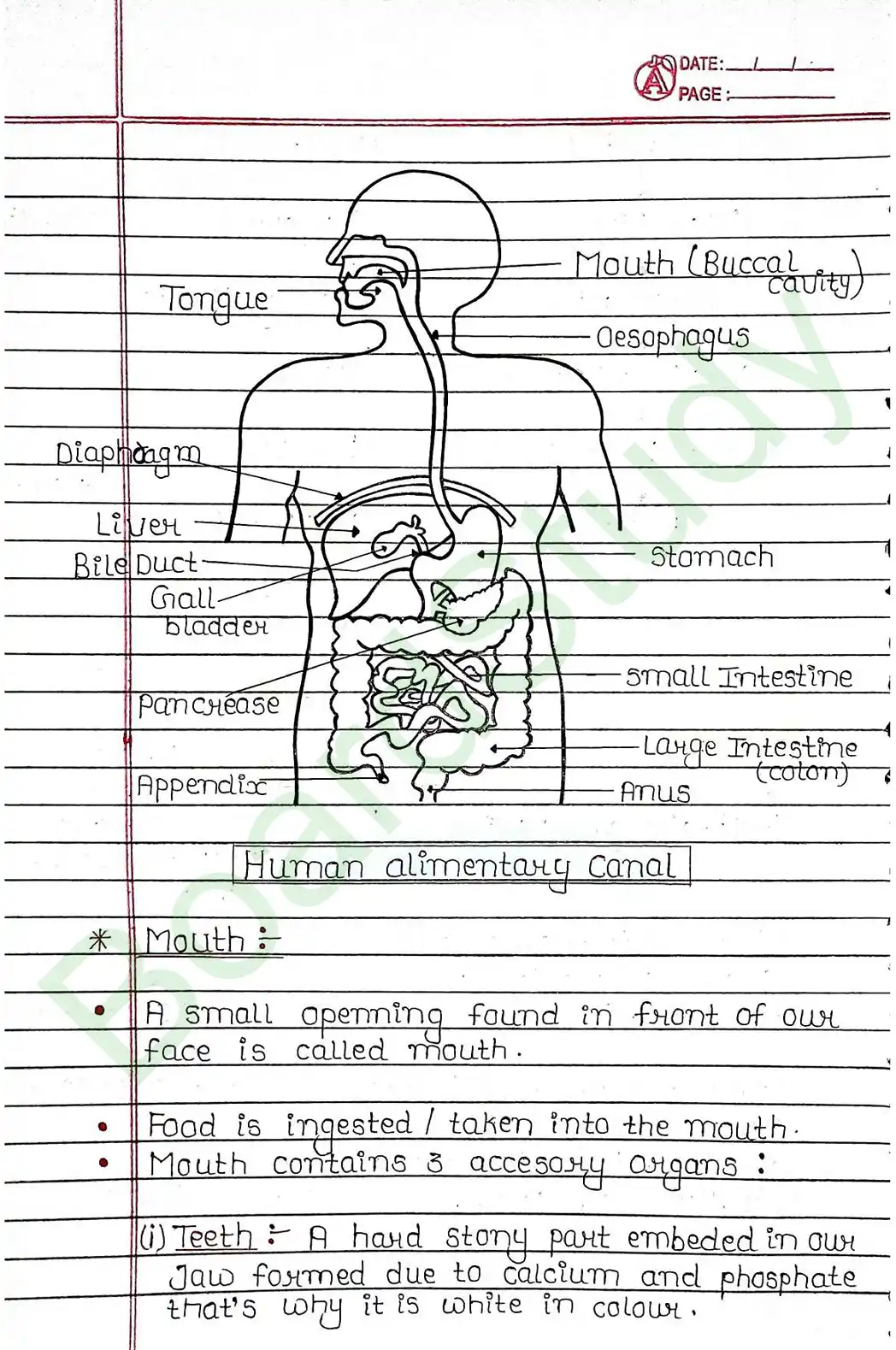 5. Life processes_page-0014