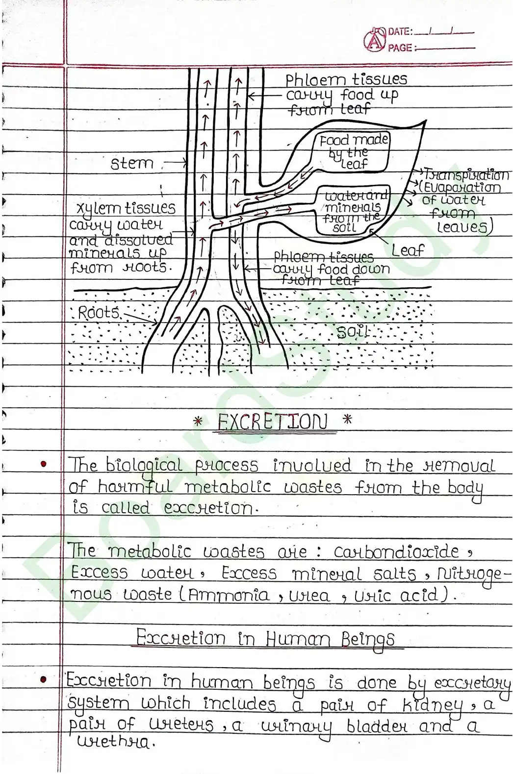 5. Life processes_page-0050
