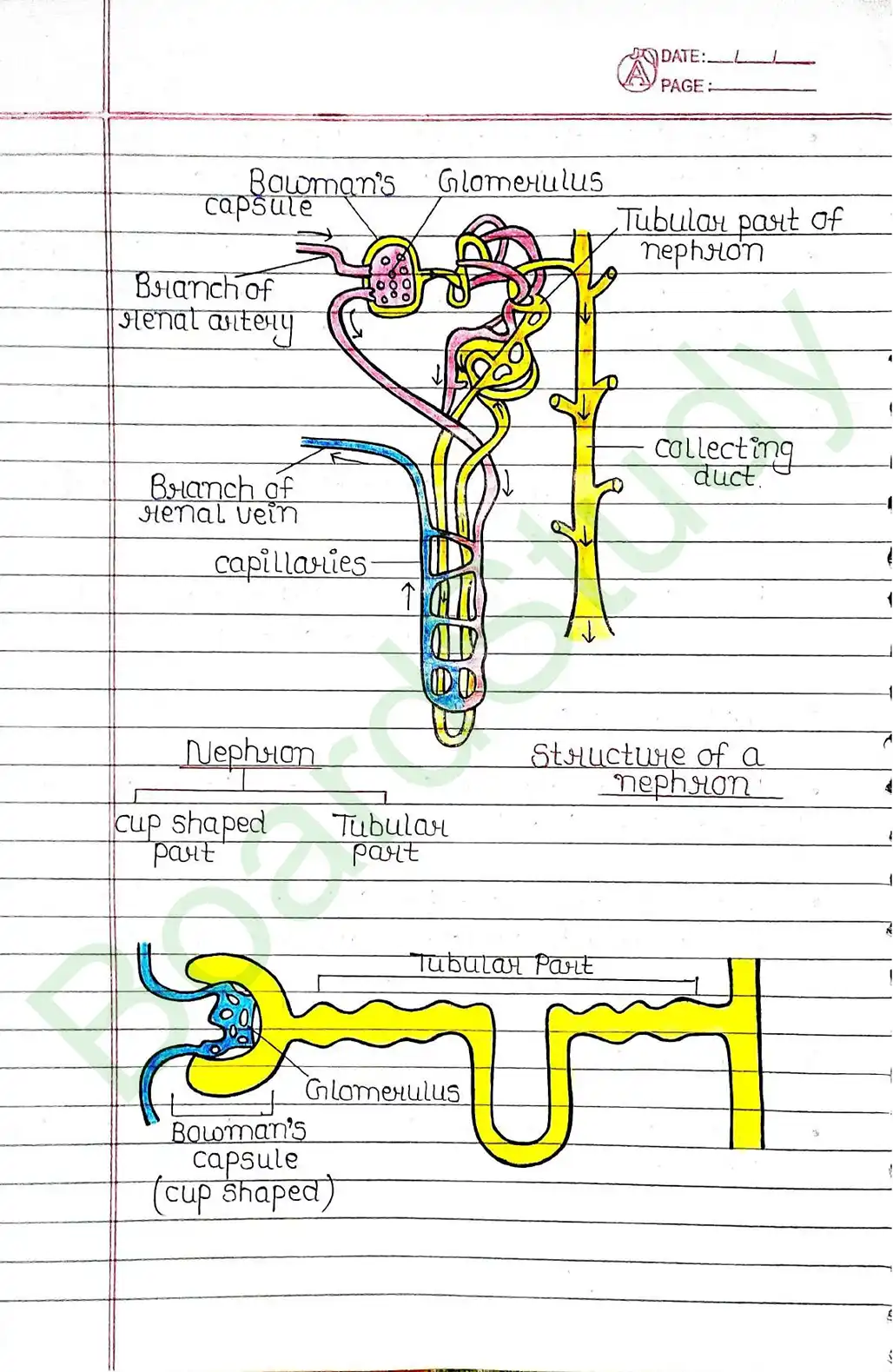 5. Life processes_page-0053