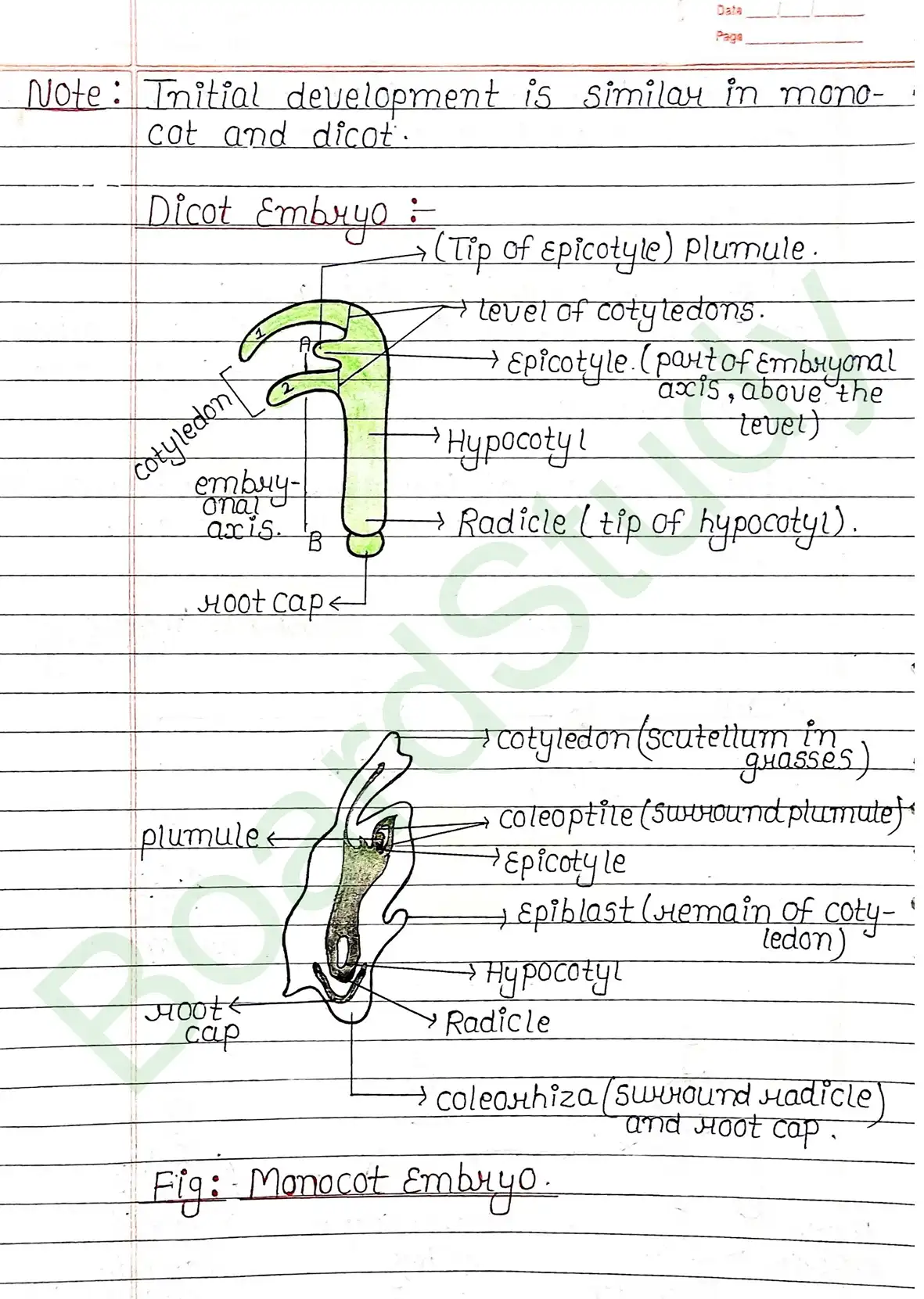 1. Sexual reproduction in flowering plants-13_page-0020