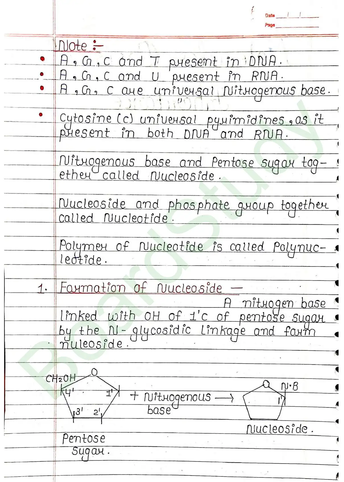 5. Molecular basis of inheritance_page-0002