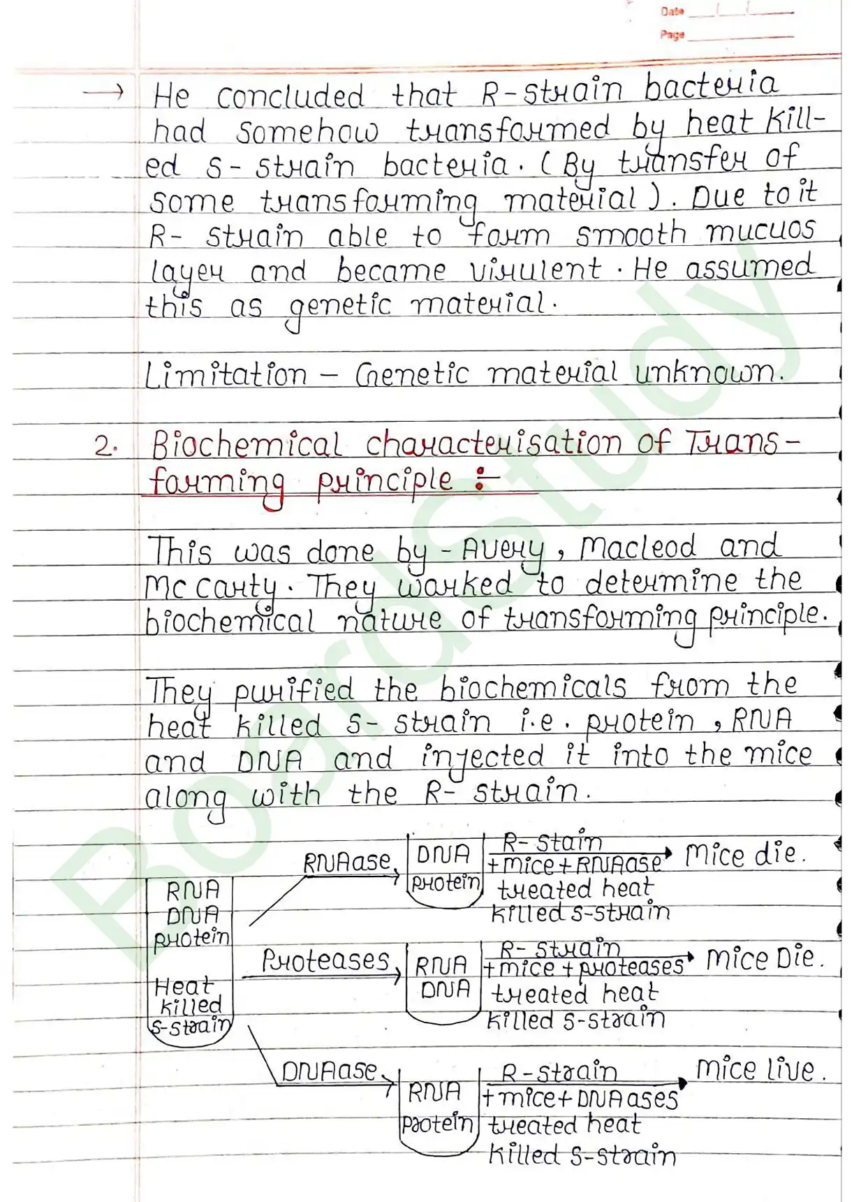 5. Molecular basis of inheritance_page-0012