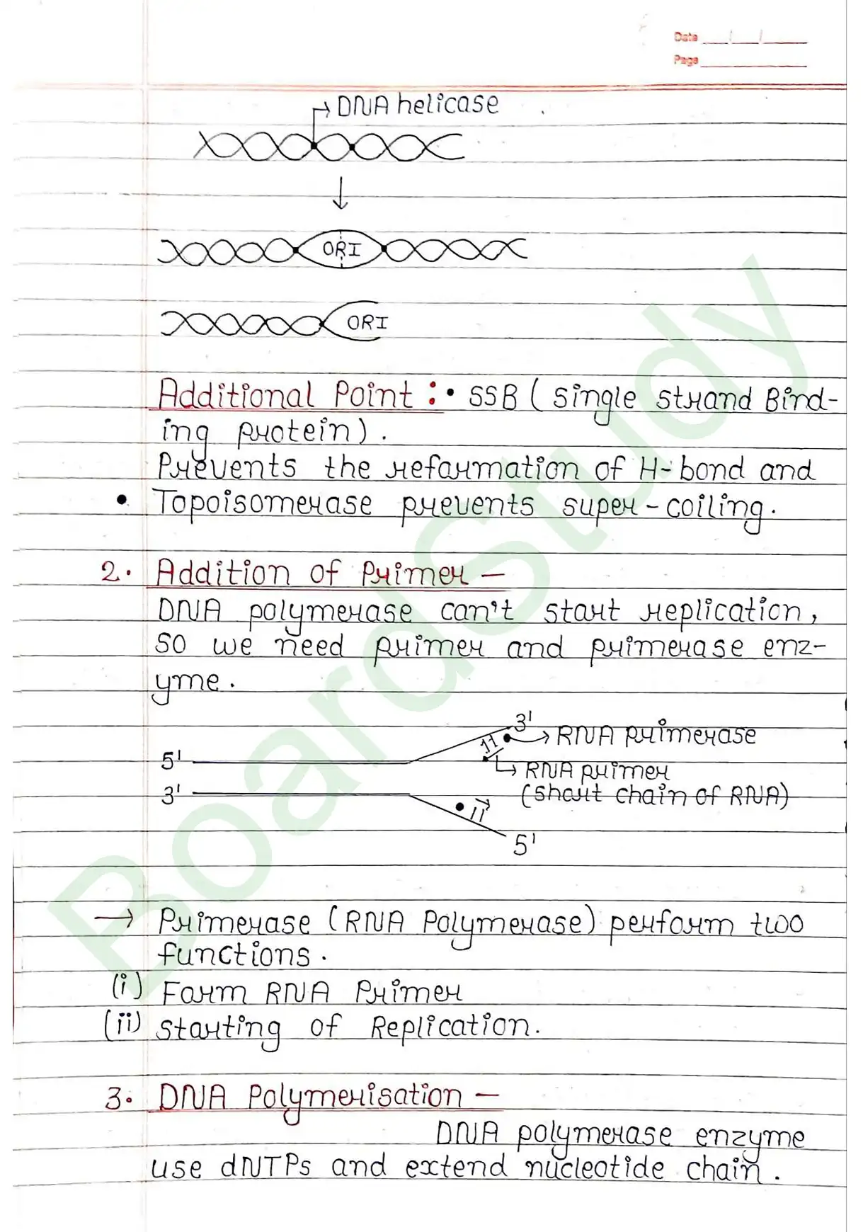 5. Molecular basis of inheritance_page-0022