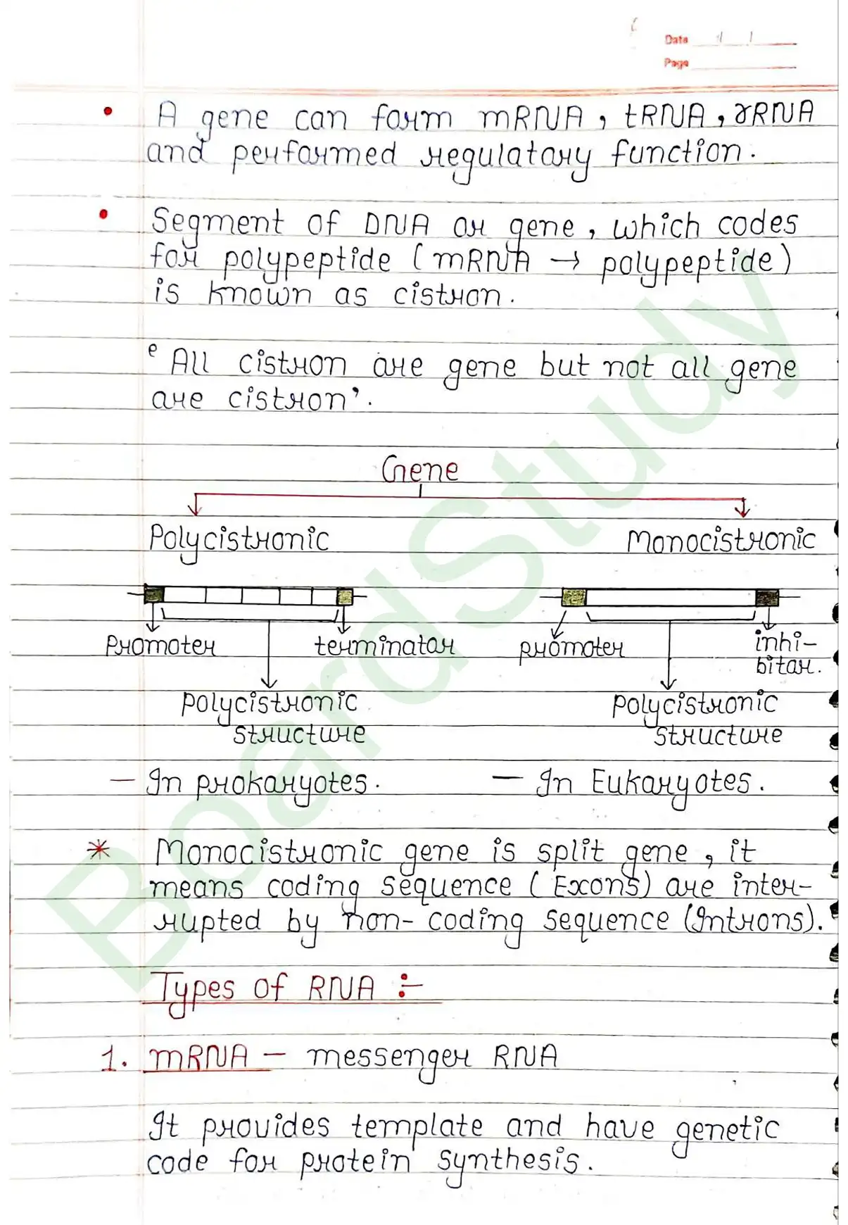 5. Molecular basis of inheritance_page-0026