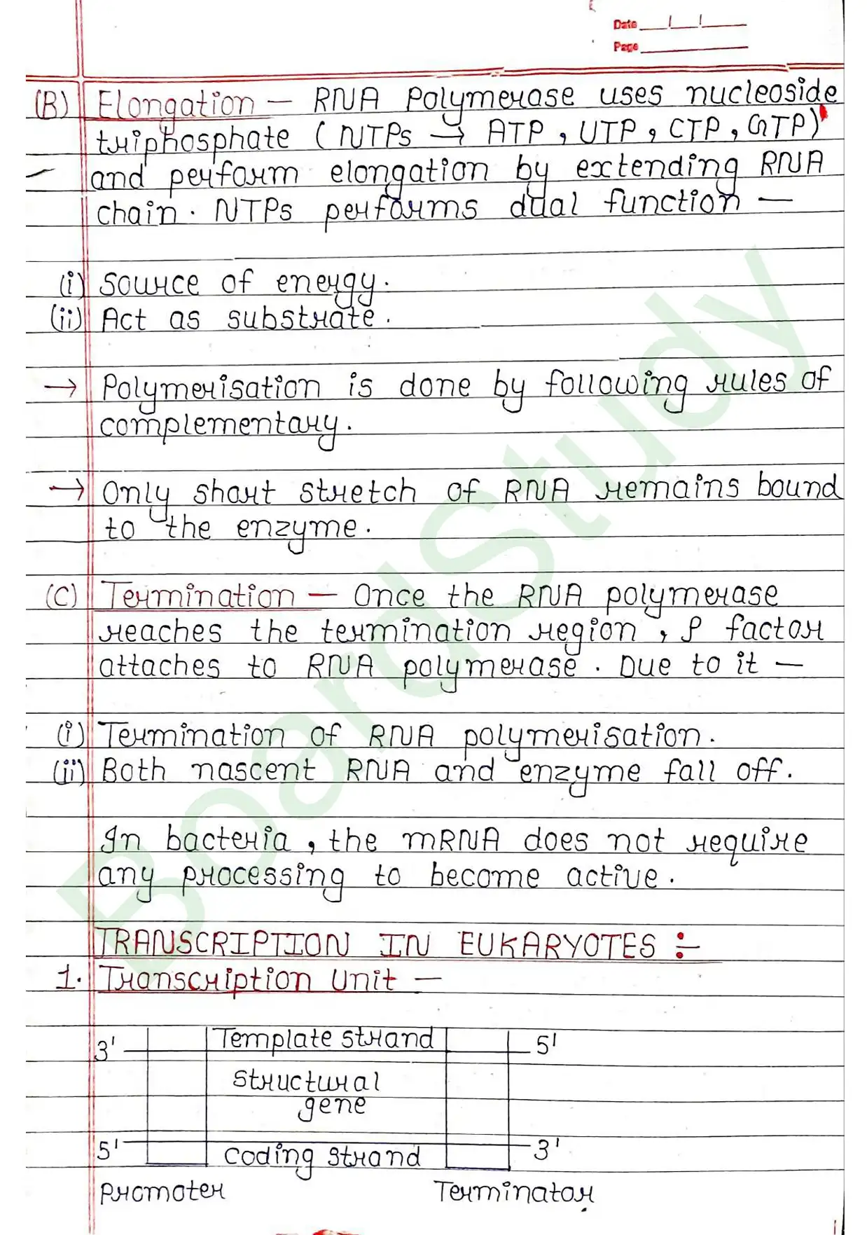 5. Molecular basis of inheritance_page-0029