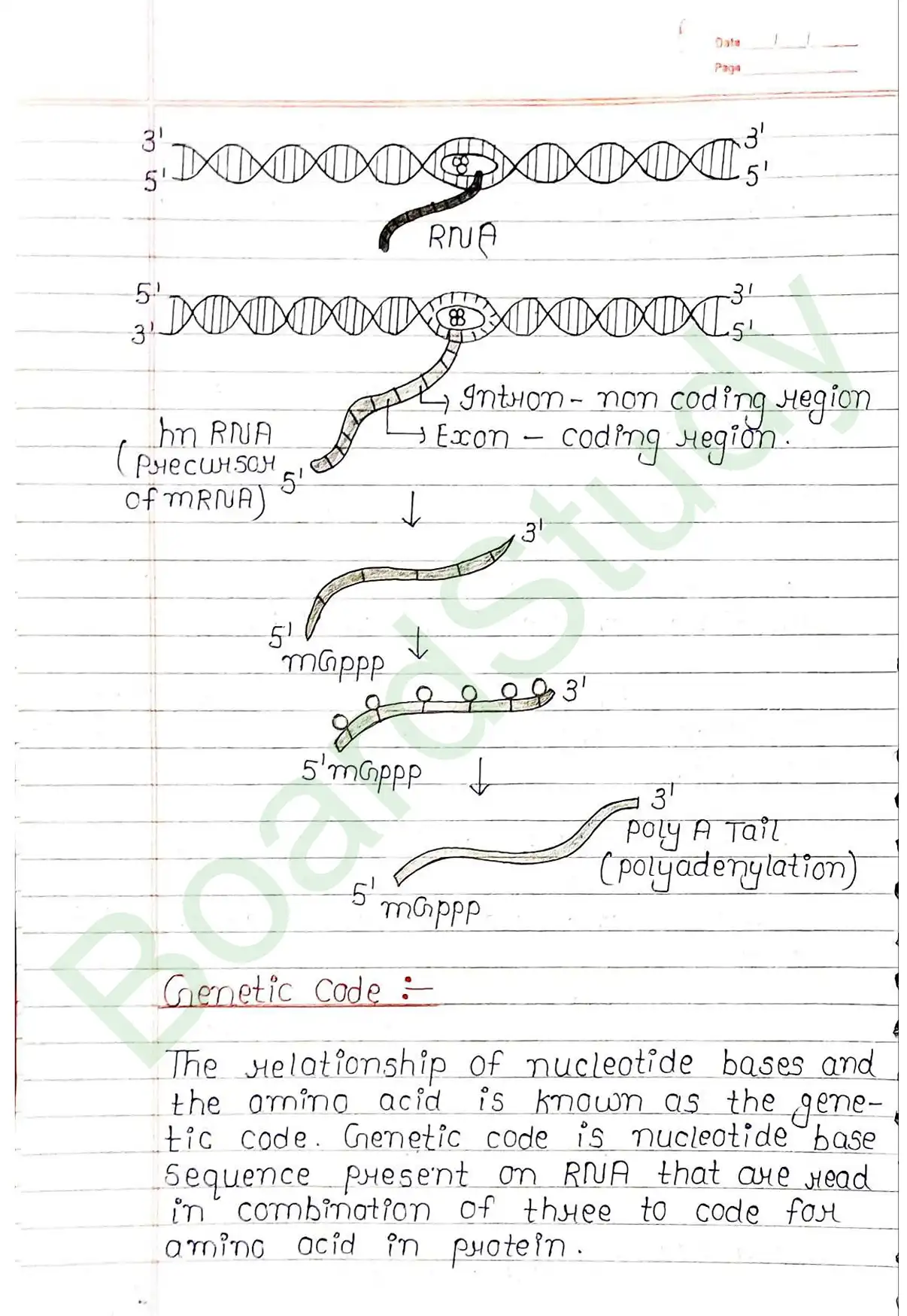 5. Molecular basis of inheritance_page-0032