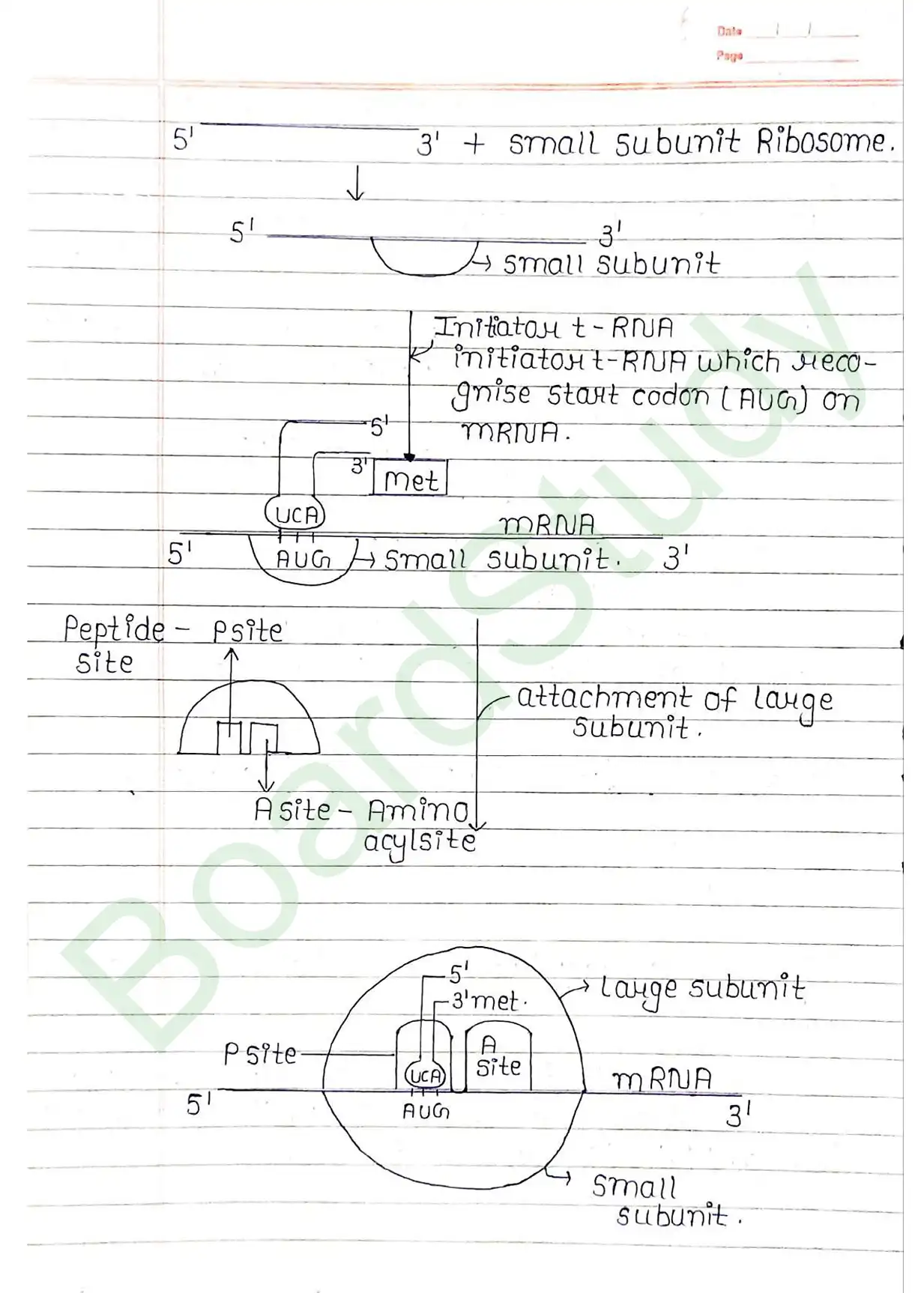 5. Molecular basis of inheritance_page-0042