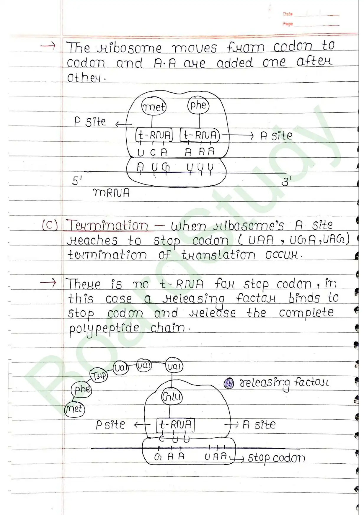5. Molecular basis of inheritance_page-0044
