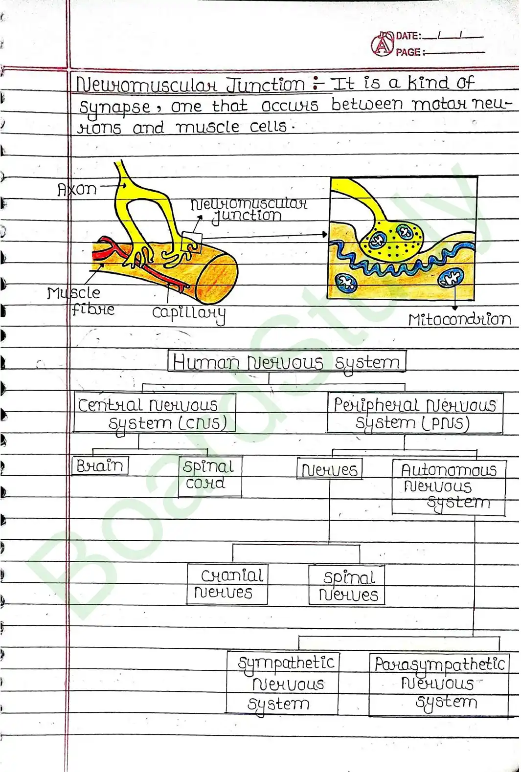 6. Control & Coordination_page-0007