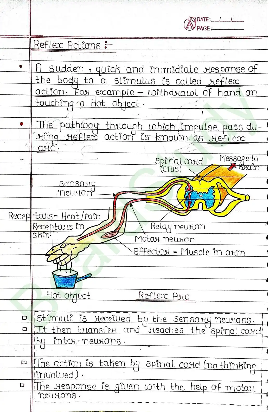 6. Control & Coordination_page-0008