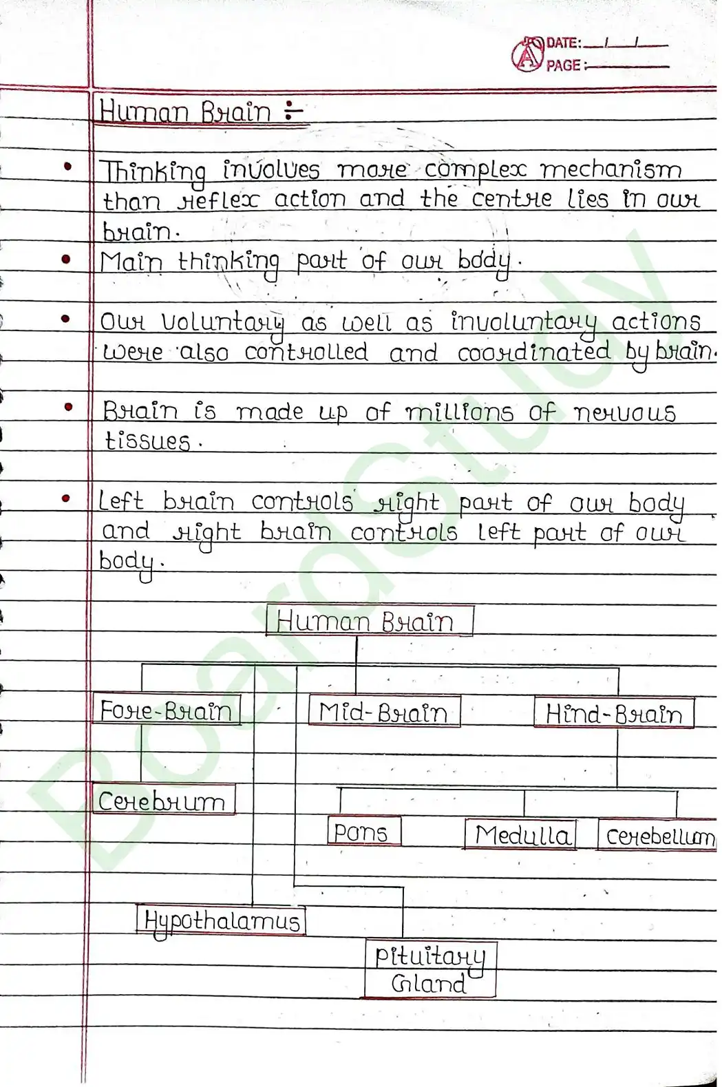 6. Control & Coordination_page-0009