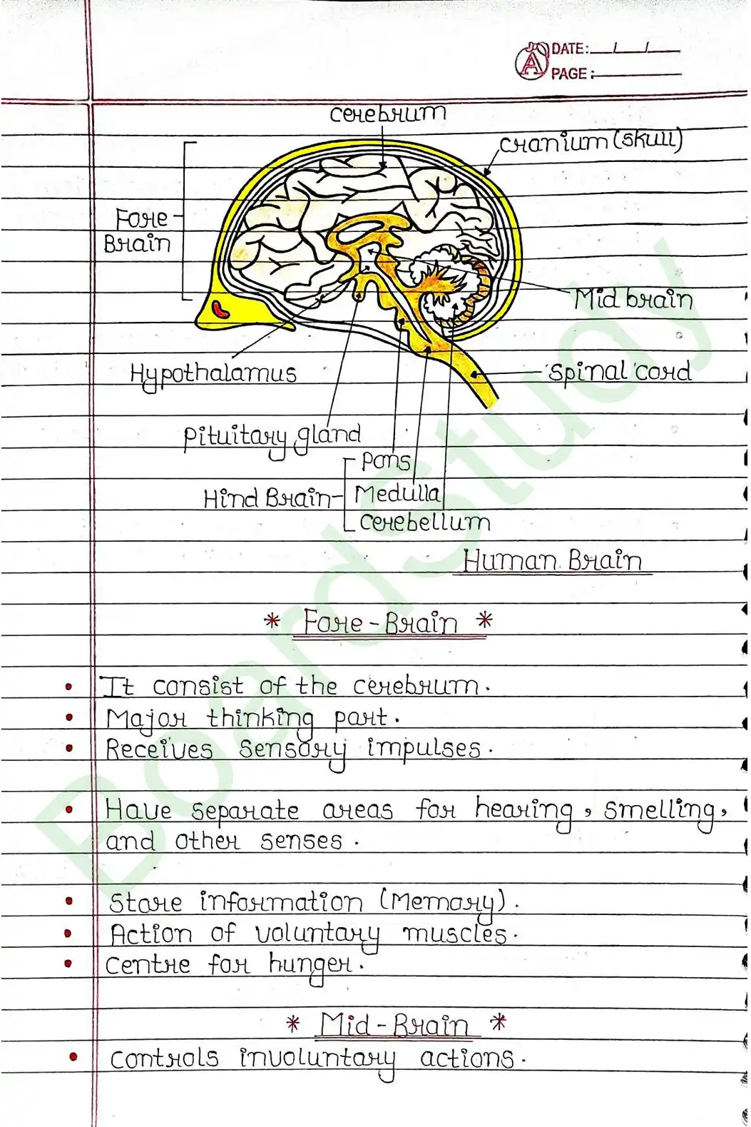 6. Control & Coordination_page-0010