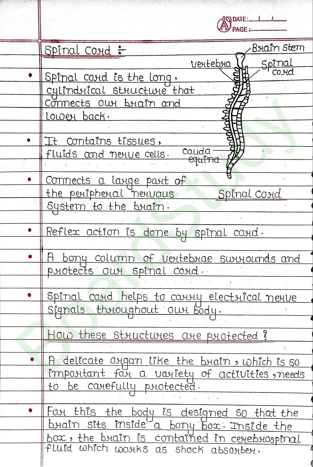 6. Control & Coordination_page-0012