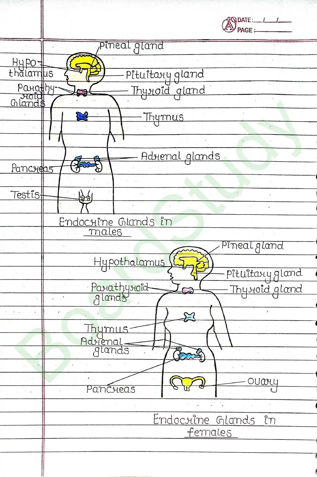 6. Control & Coordination_page-0016