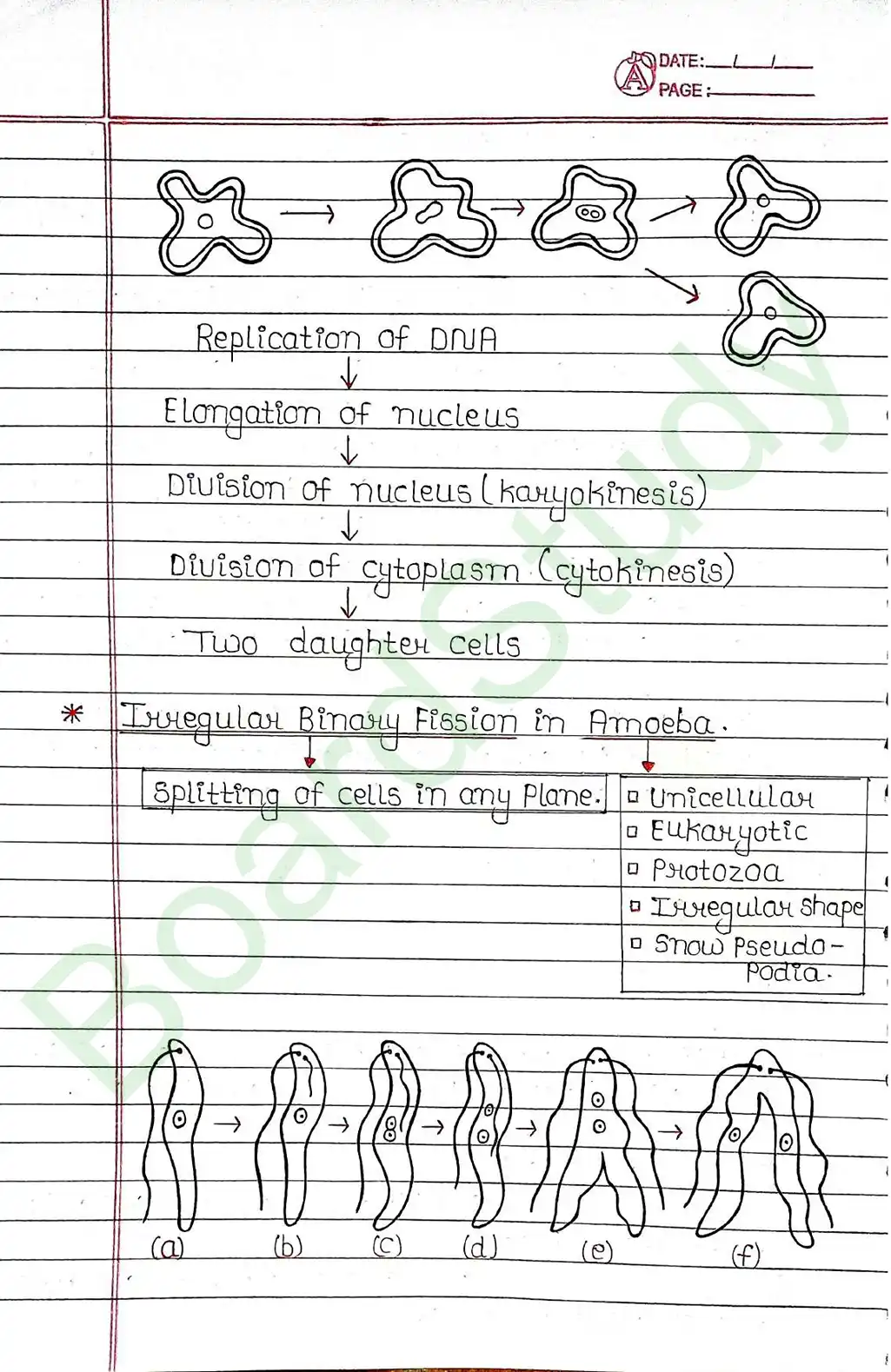 7. How Do Organisms Reproduce_page-0004