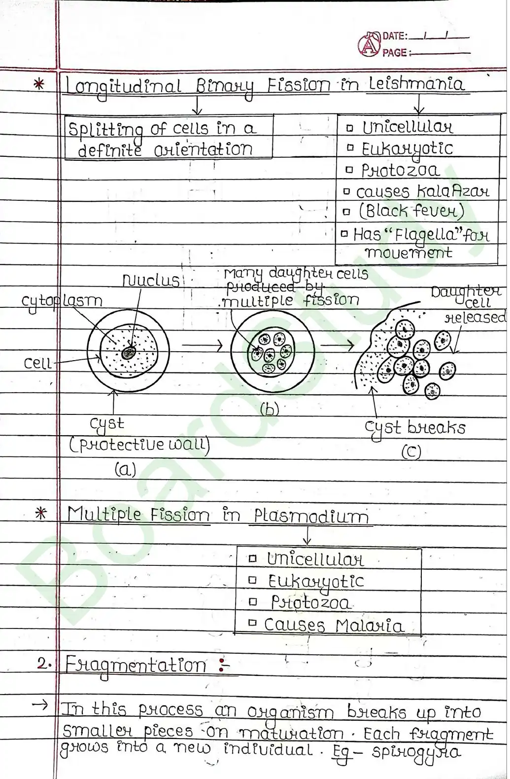 7. How Do Organisms Reproduce_page-0005