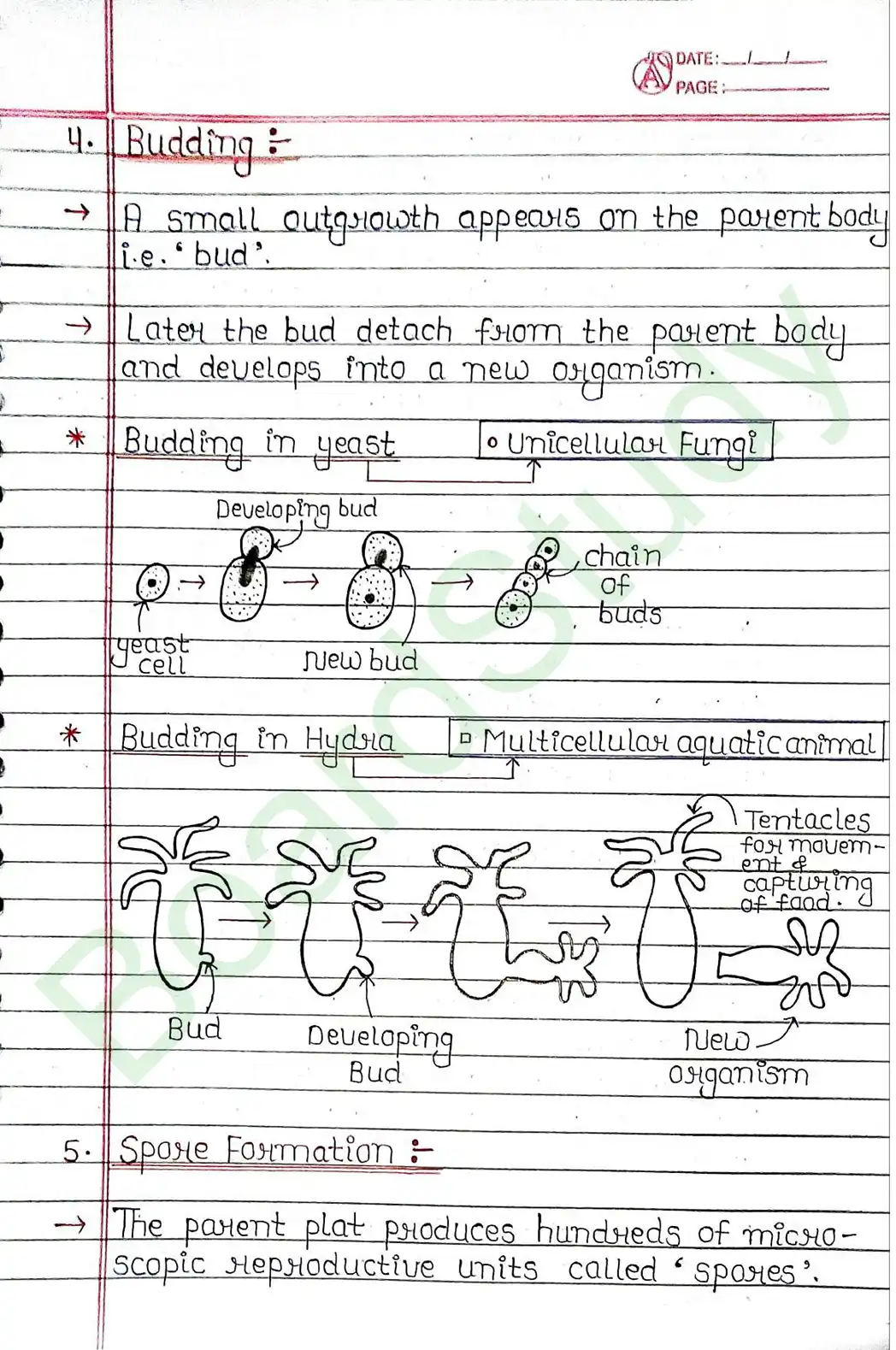 7. How Do Organisms Reproduce_page-0007