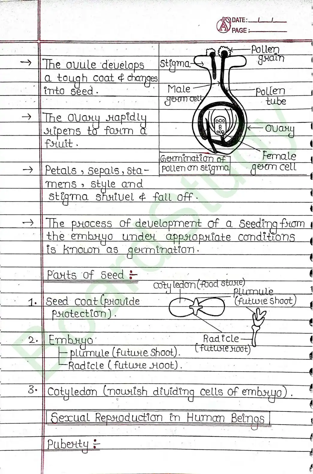 7. How Do Organisms Reproduce_page-0015