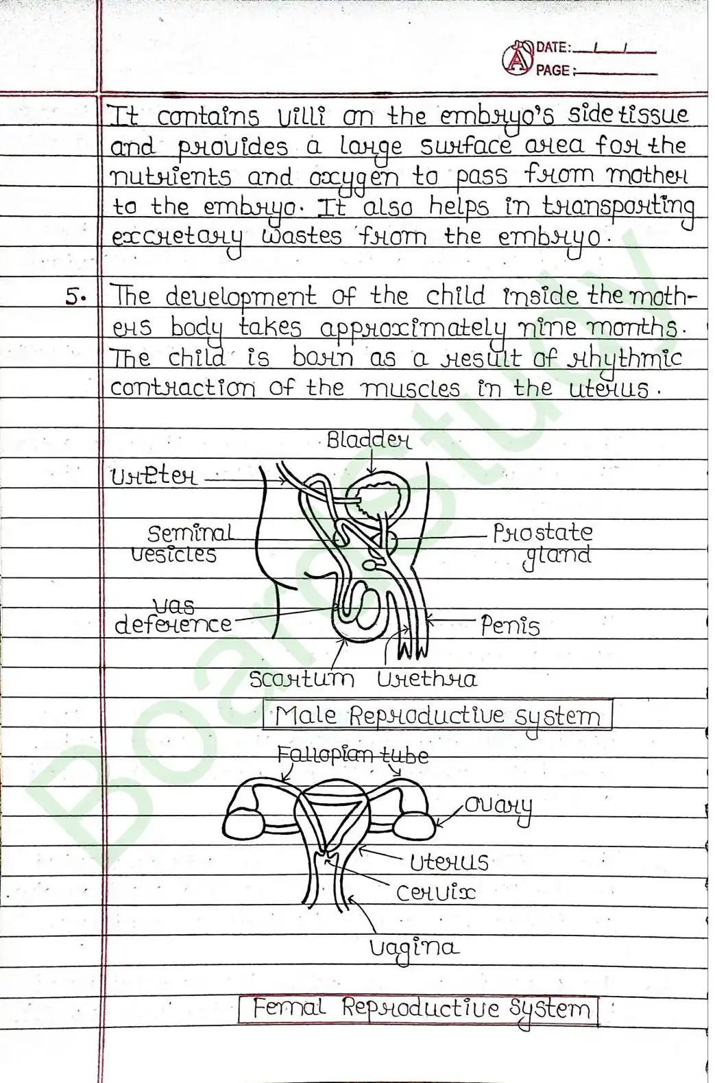 7. How Do Organisms Reproduce_page-0019