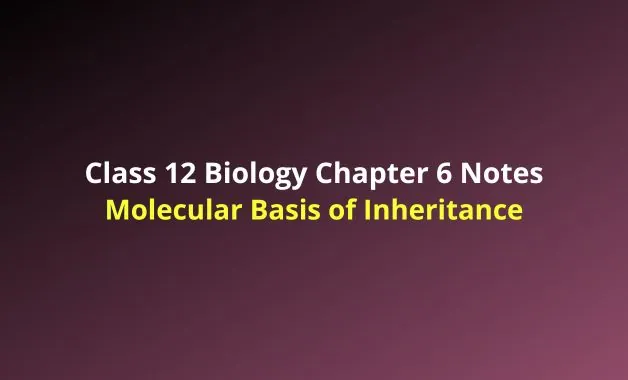 NCERT Class 12 Biology Chapter 6 Molecular Basis of Inheritance Notes ...