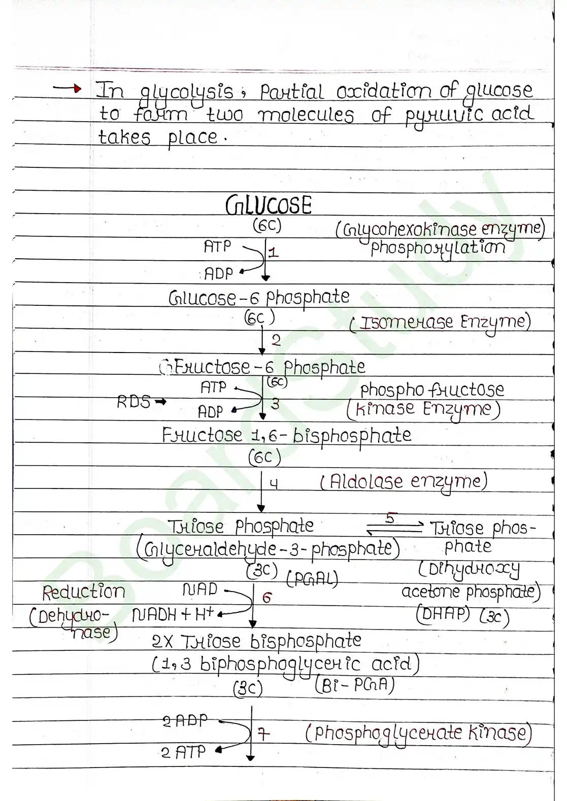 12. Respiration in plants_page-0004