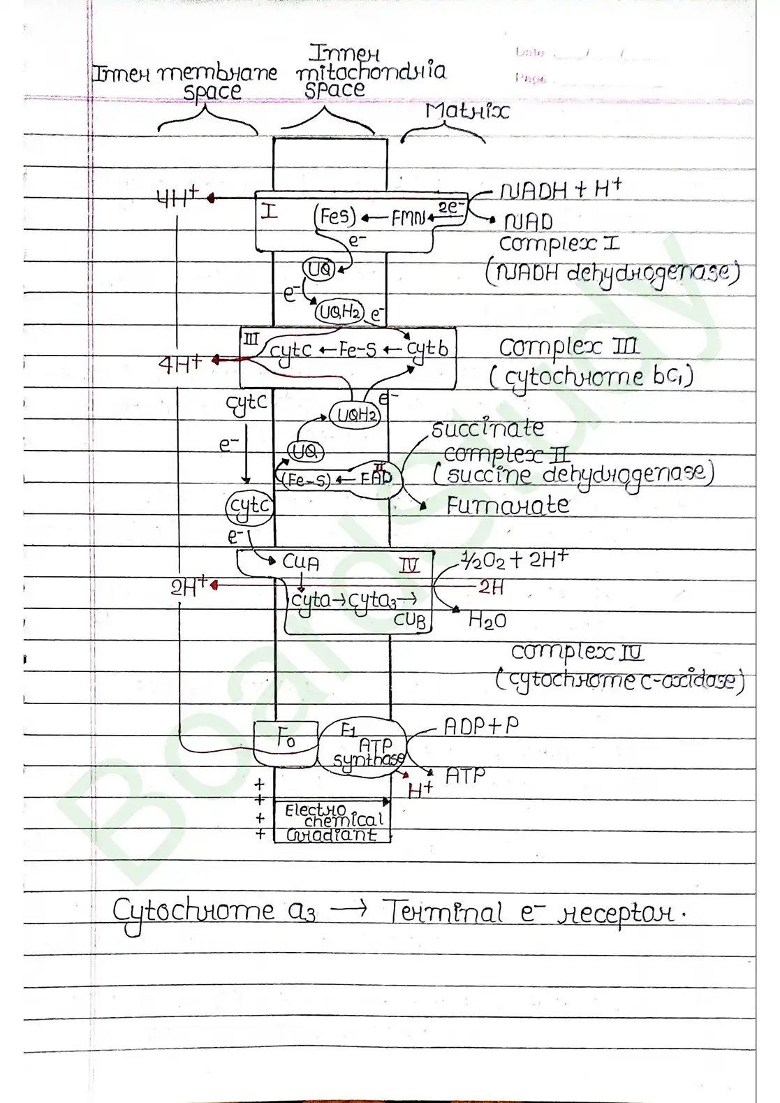 12. Respiration in plants_page-0015