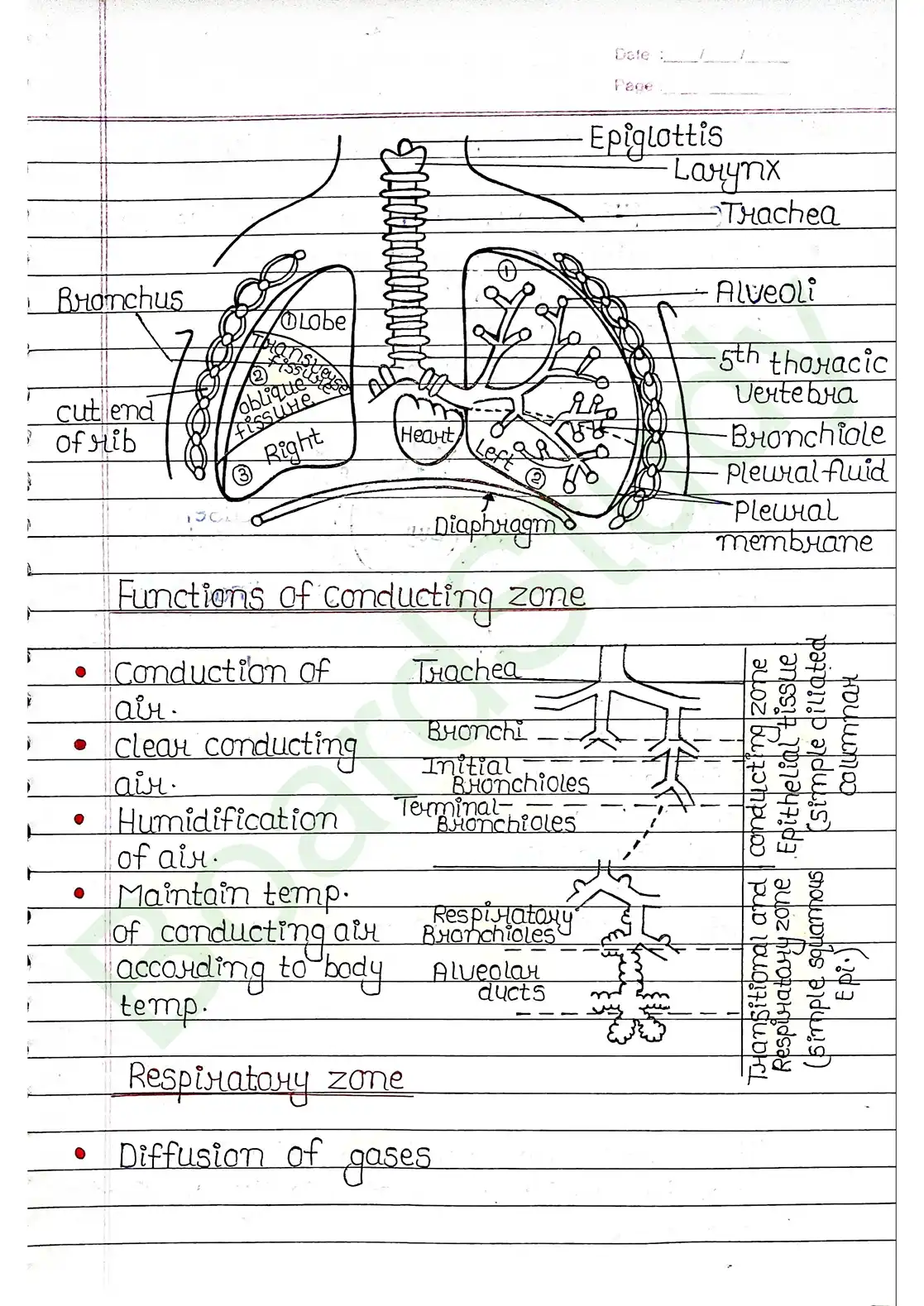 14. Breathing & Exchange of gases_page-0004