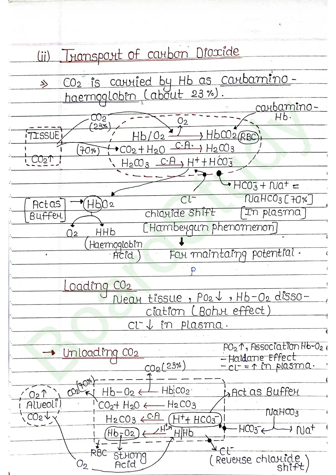 14. Breathing & Exchange of gases_page-0013