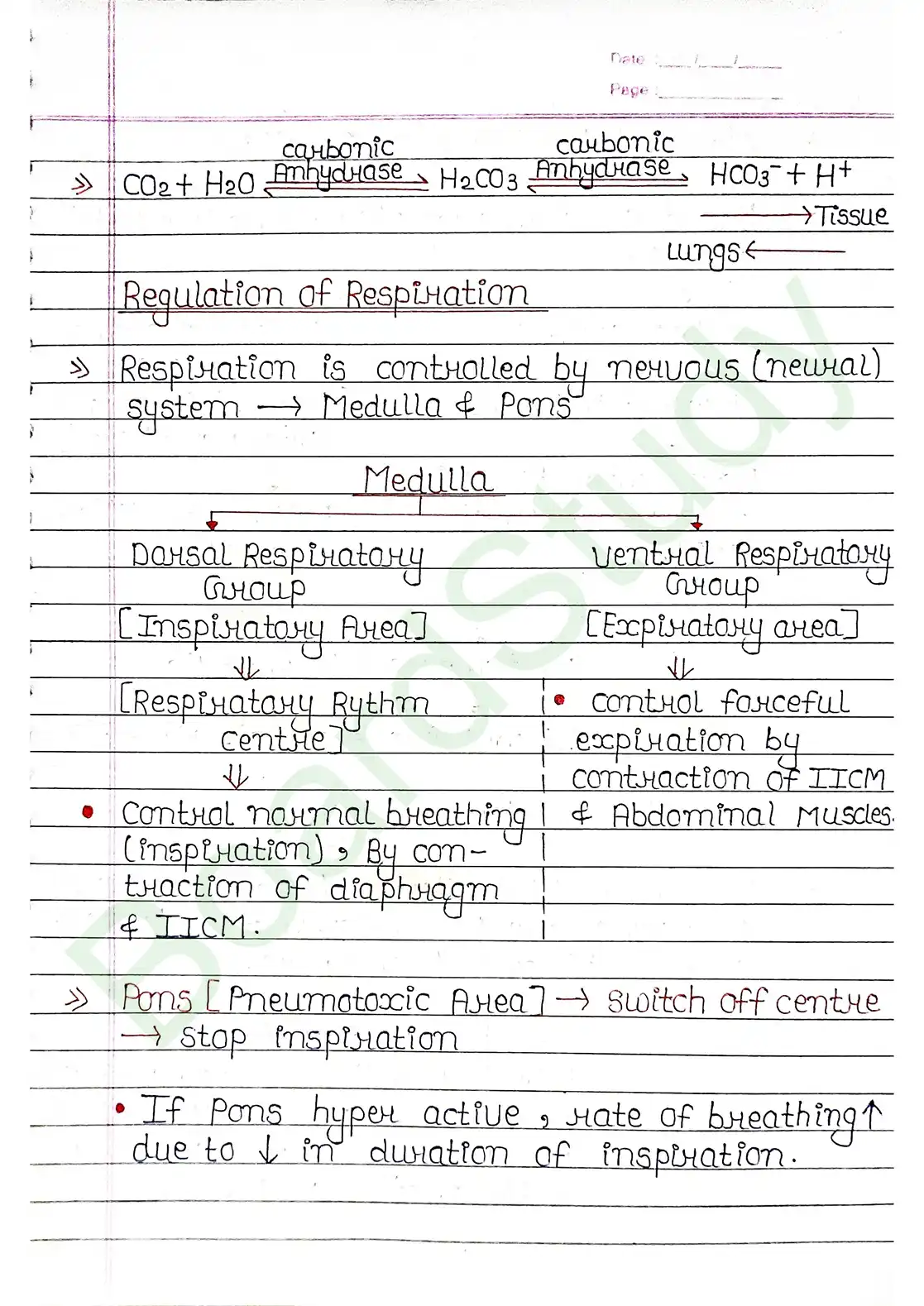 14. Breathing & Exchange of gases_page-0014