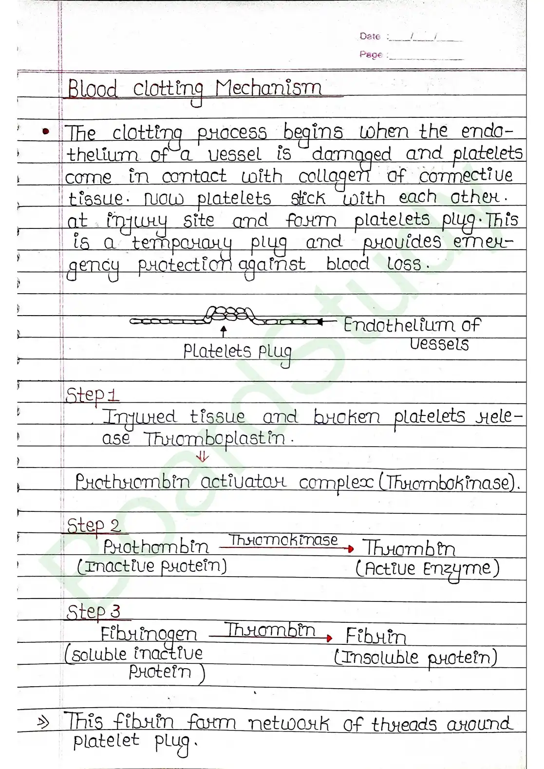 15. Body fluids and circulation_page-0016