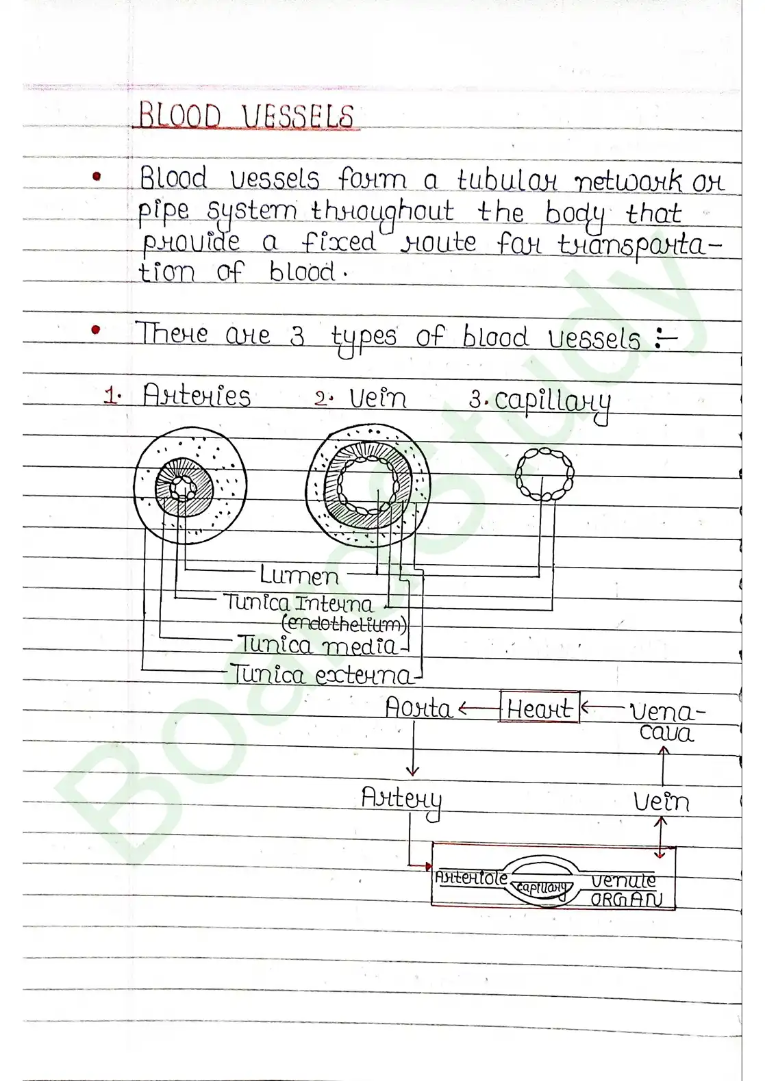 15. Body fluids and circulation_page-0019