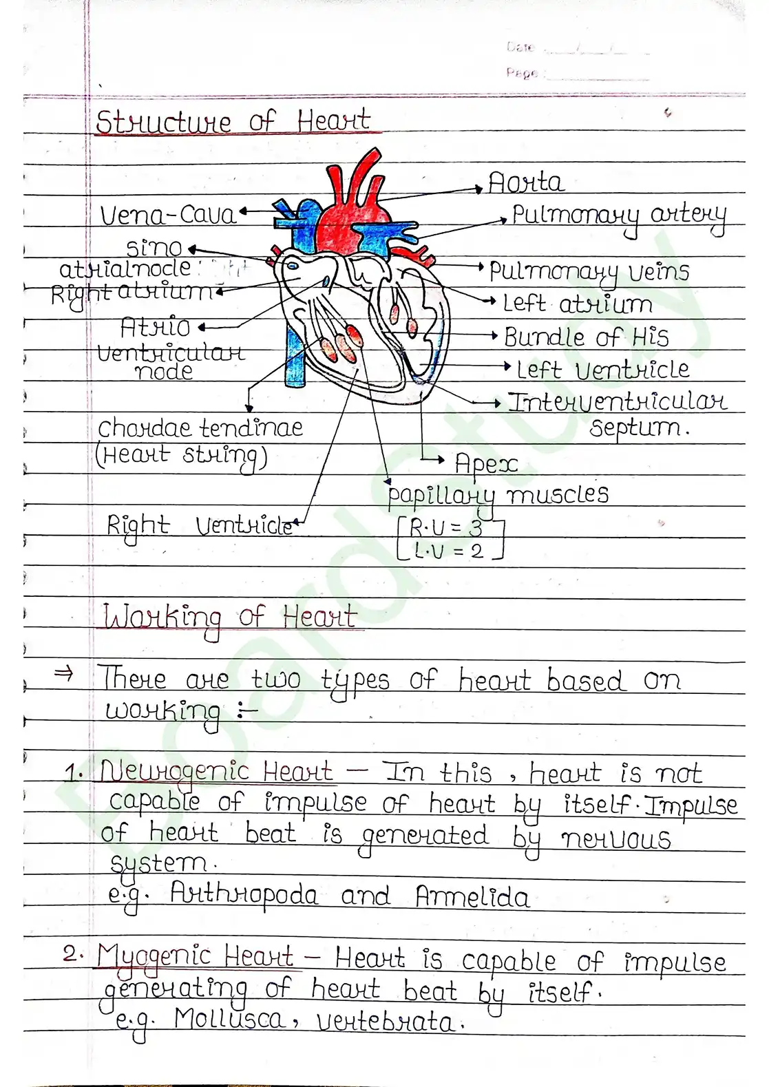 15. Body fluids and circulation_page-0024