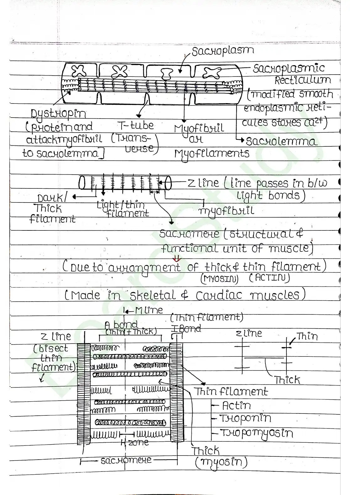 17. Locomotion & Movement_page-0005