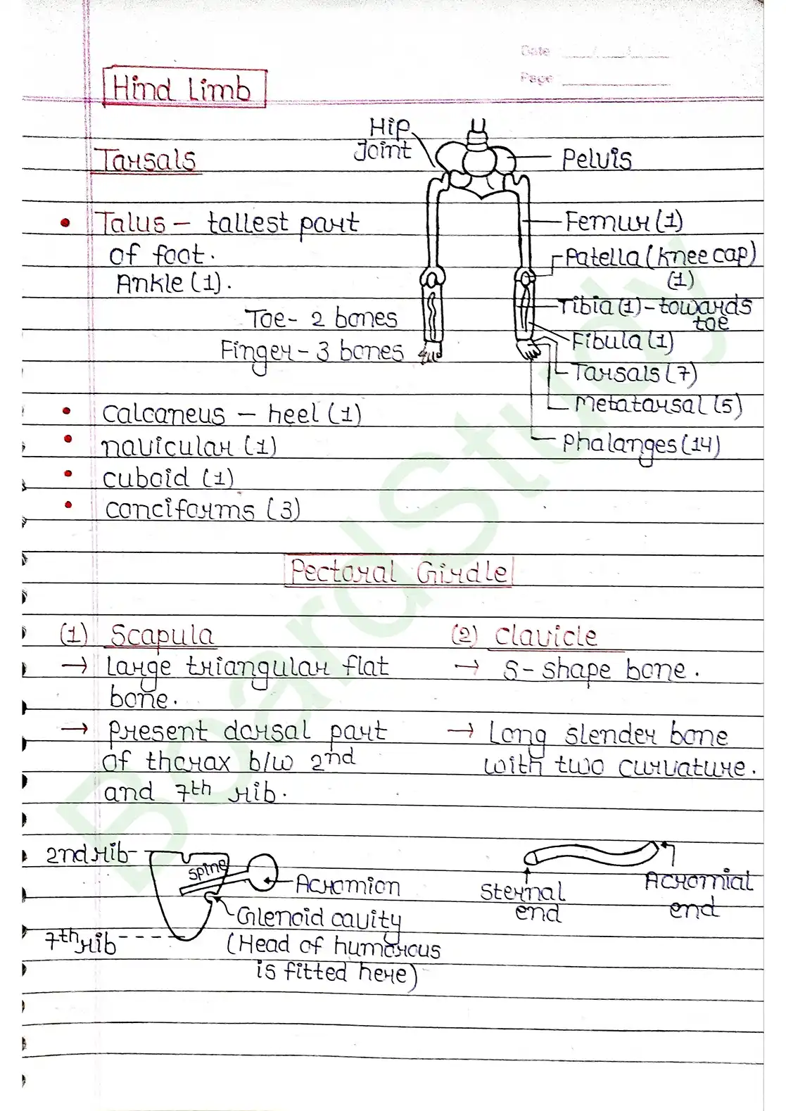 17. Locomotion & Movement_page-0020