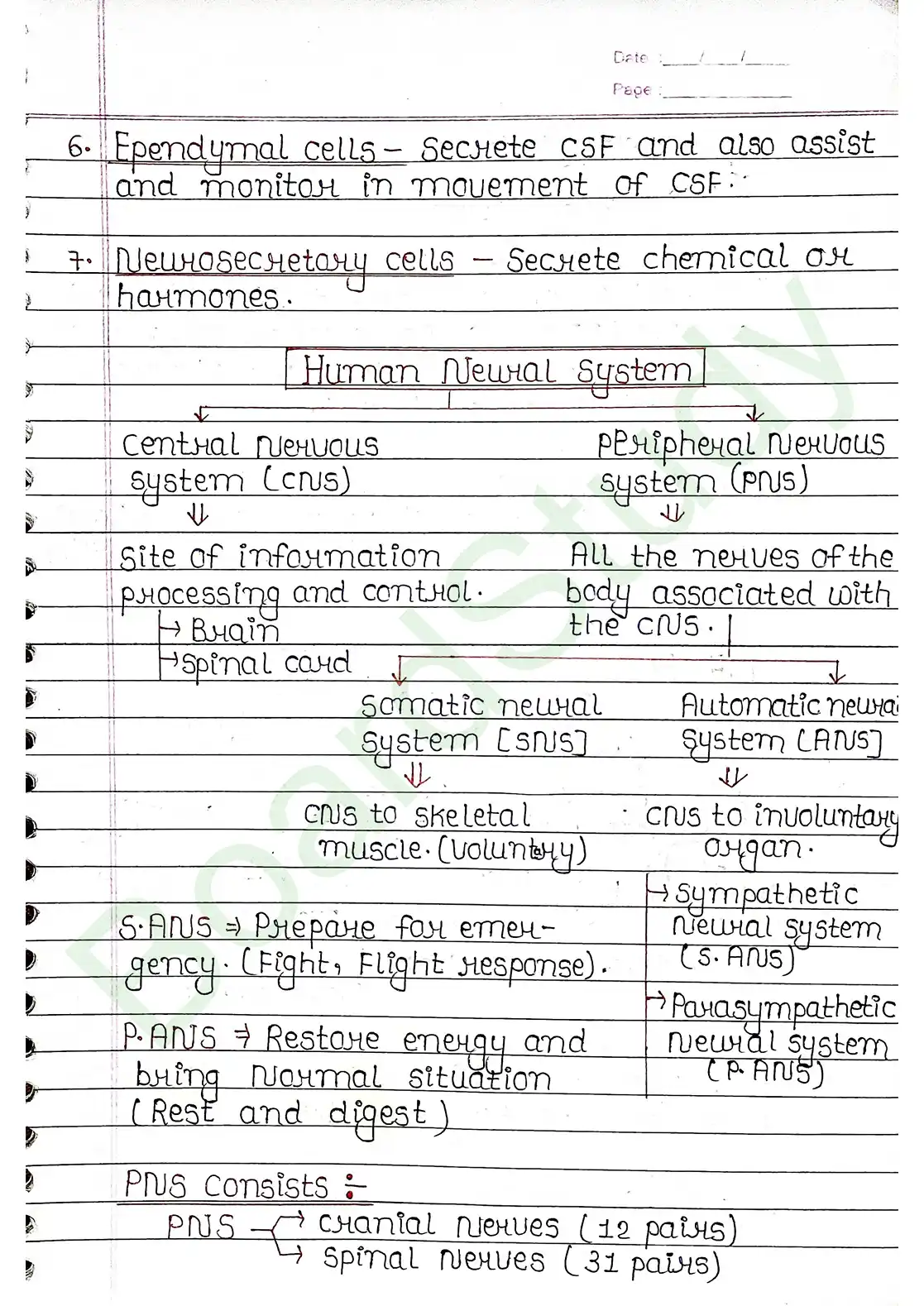 18. Neural control & Coordination_page-0003