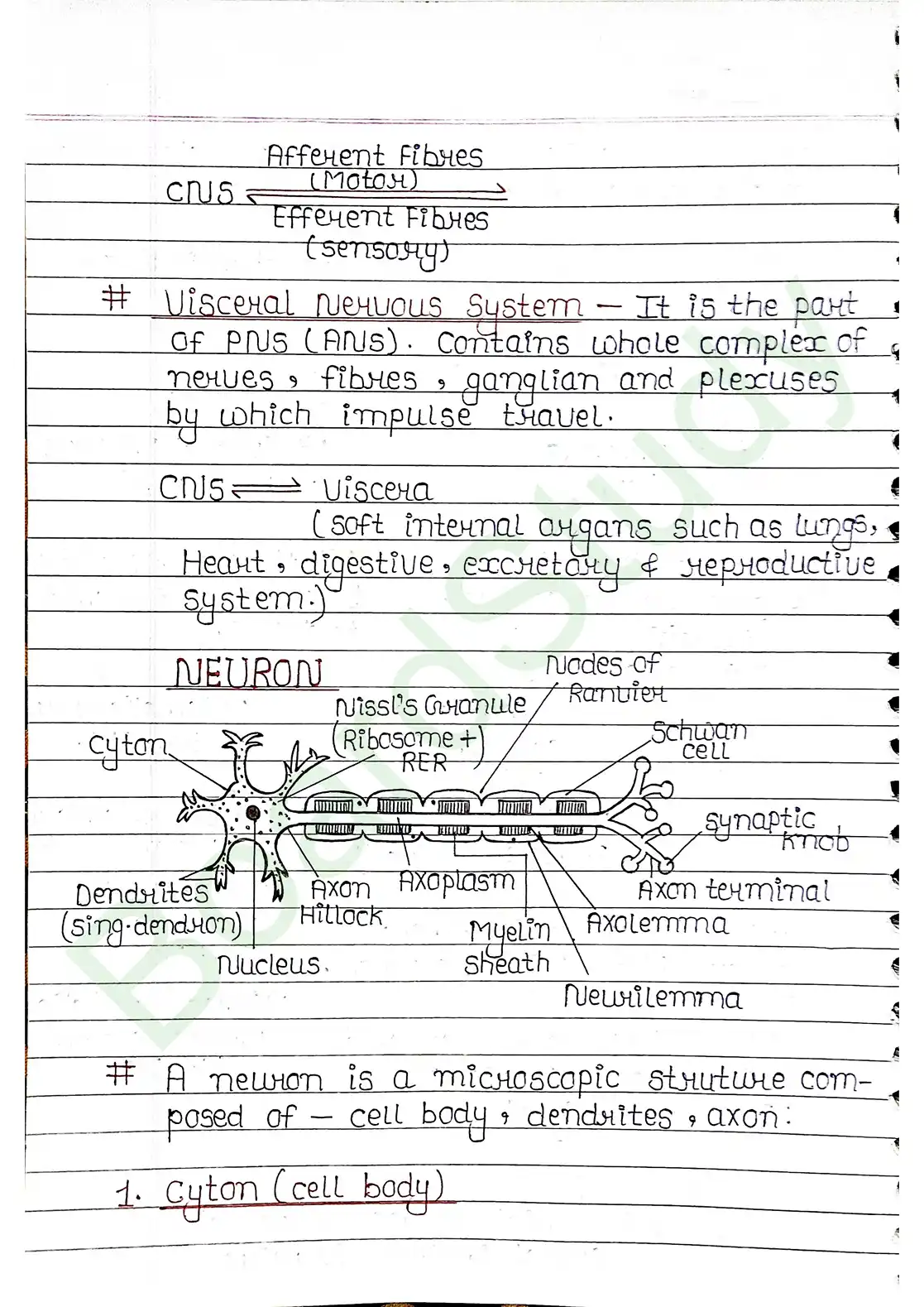 18. Neural control & Coordination_page-0004