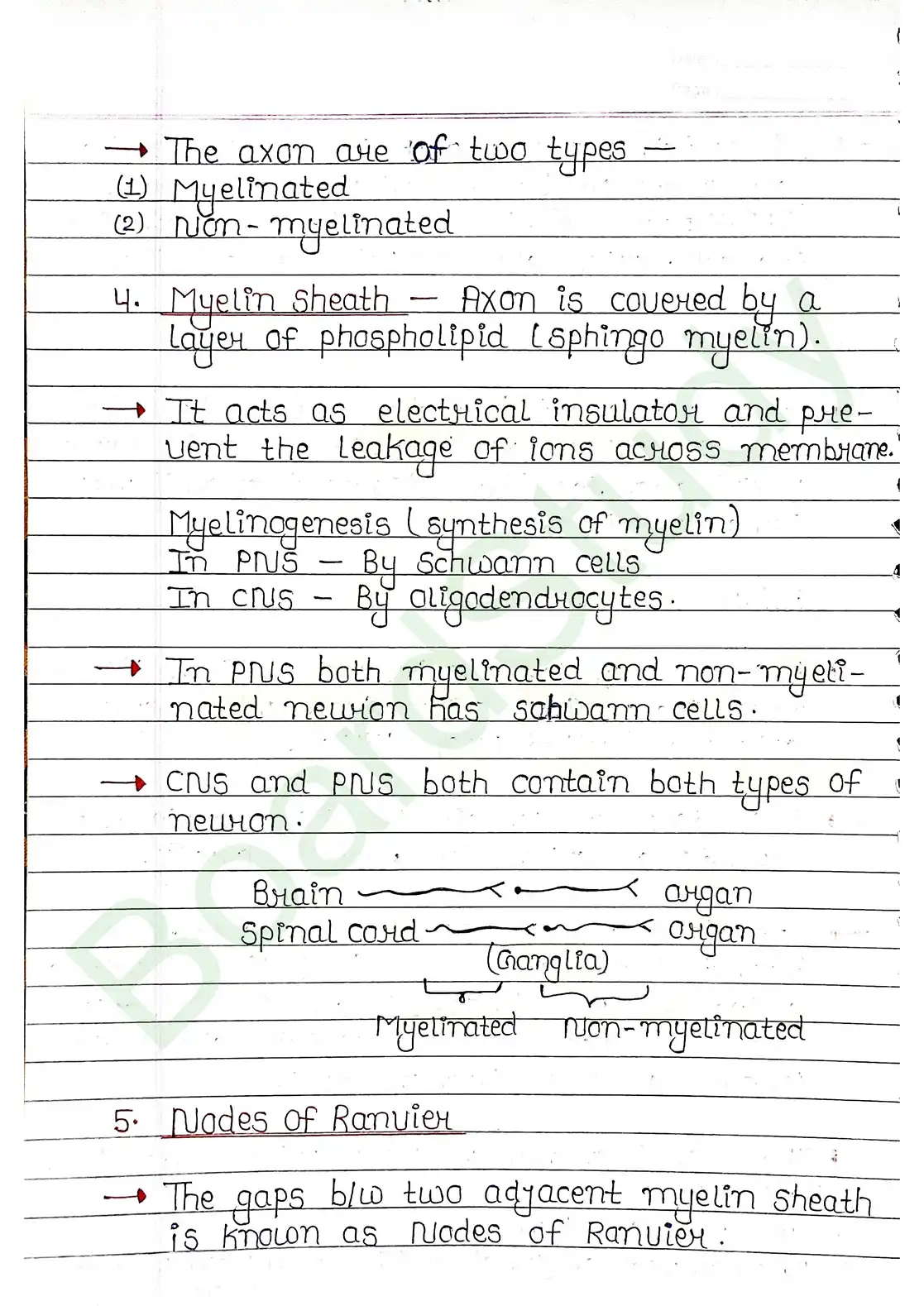 18. Neural control & Coordination_page-0006