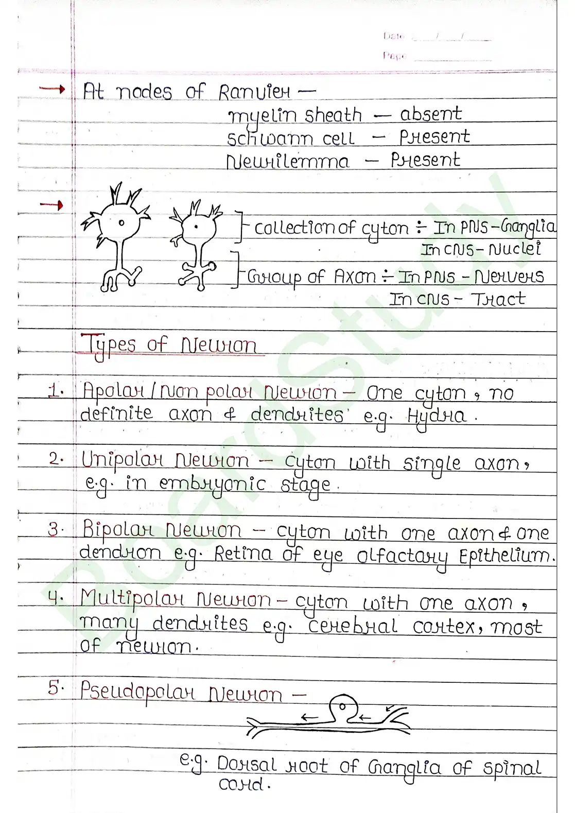 18. Neural control & Coordination_page-0007