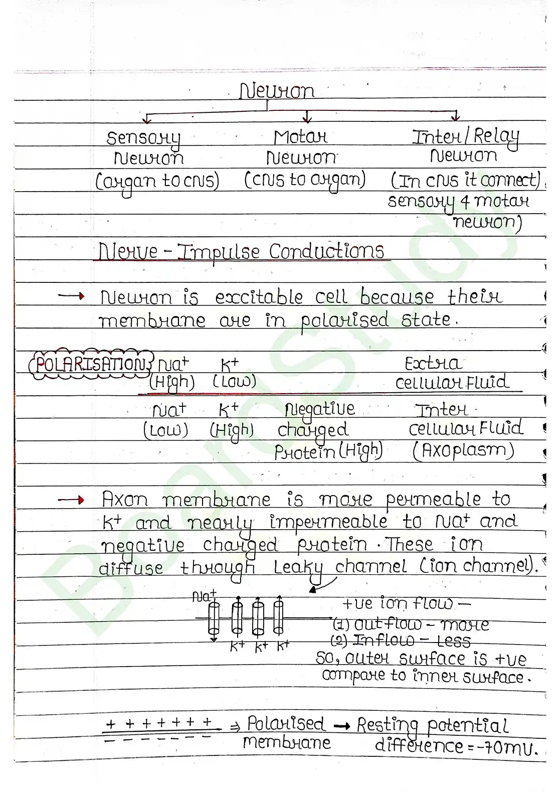 18. Neural control & Coordination_page-0008