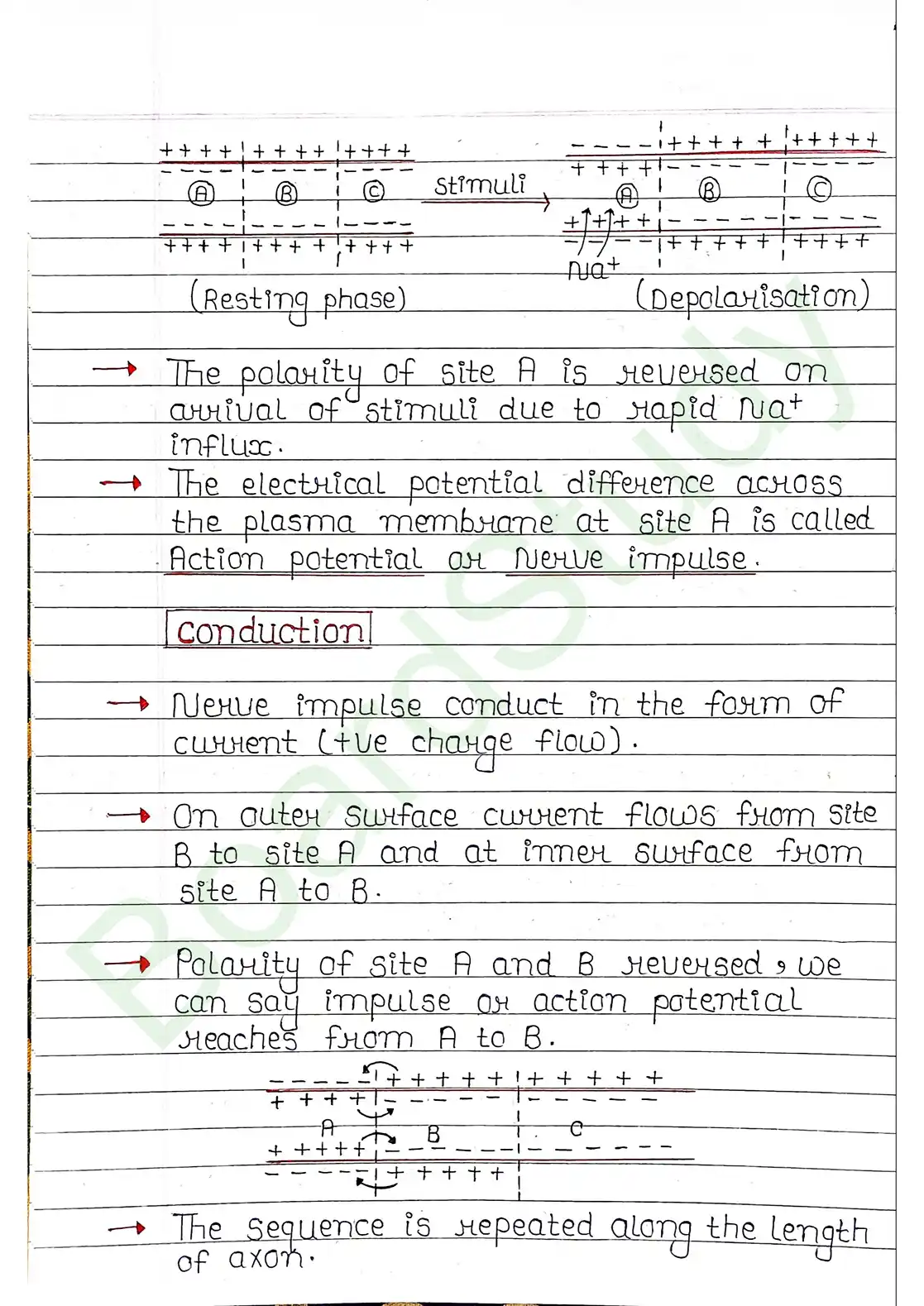 18. Neural control & Coordination_page-0010