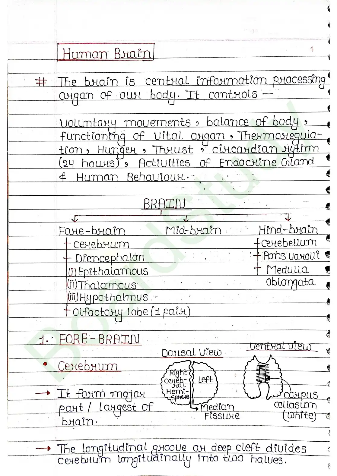 18. Neural control & Coordination_page-0016