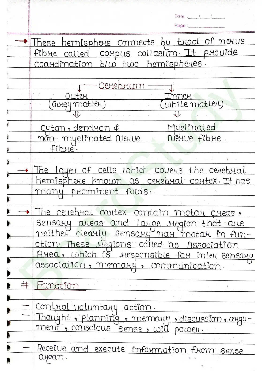 18. Neural control & Coordination_page-0017