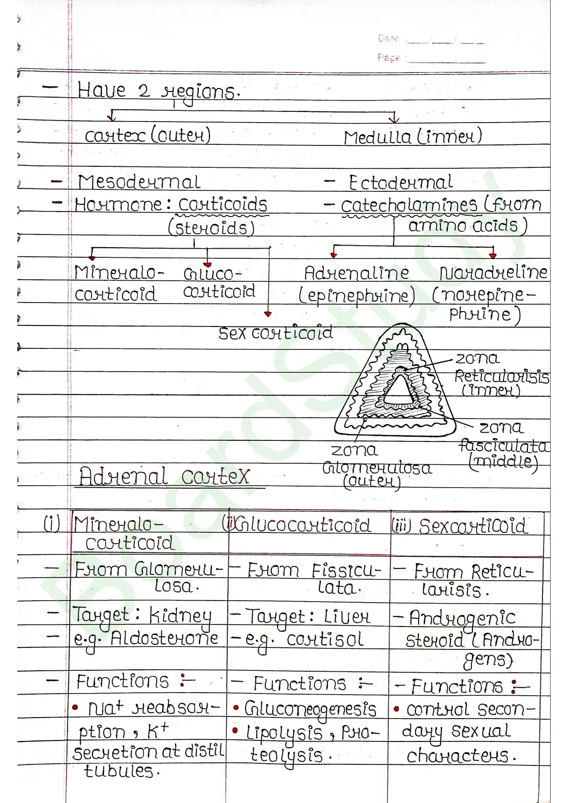 19. Chemical coordination & integration_page-0013