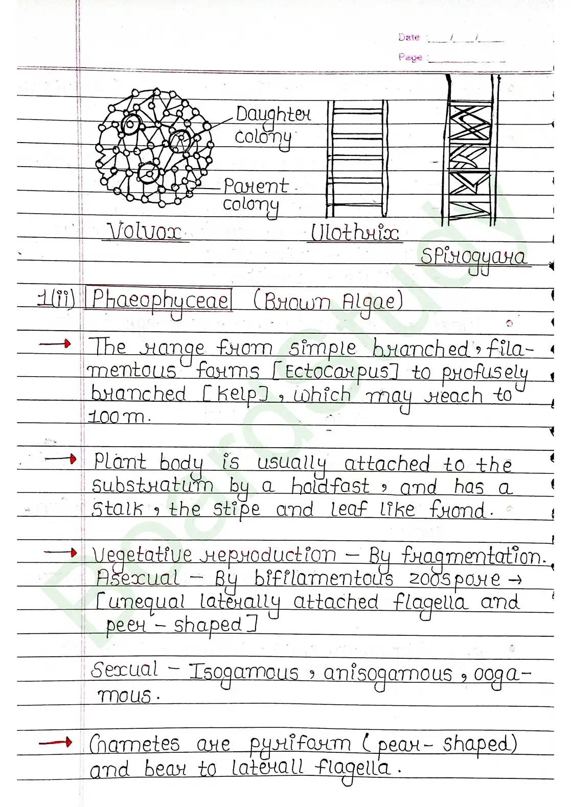 3. Plant Kingdom_page-0007