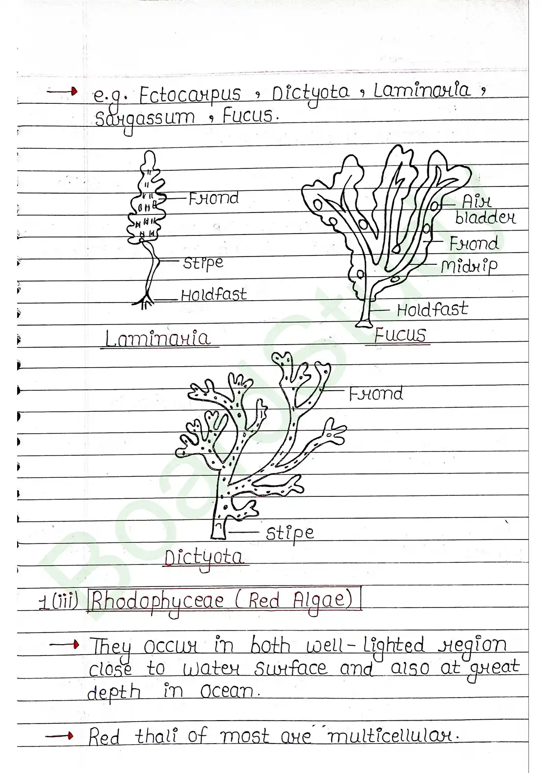 3. Plant Kingdom_page-0008