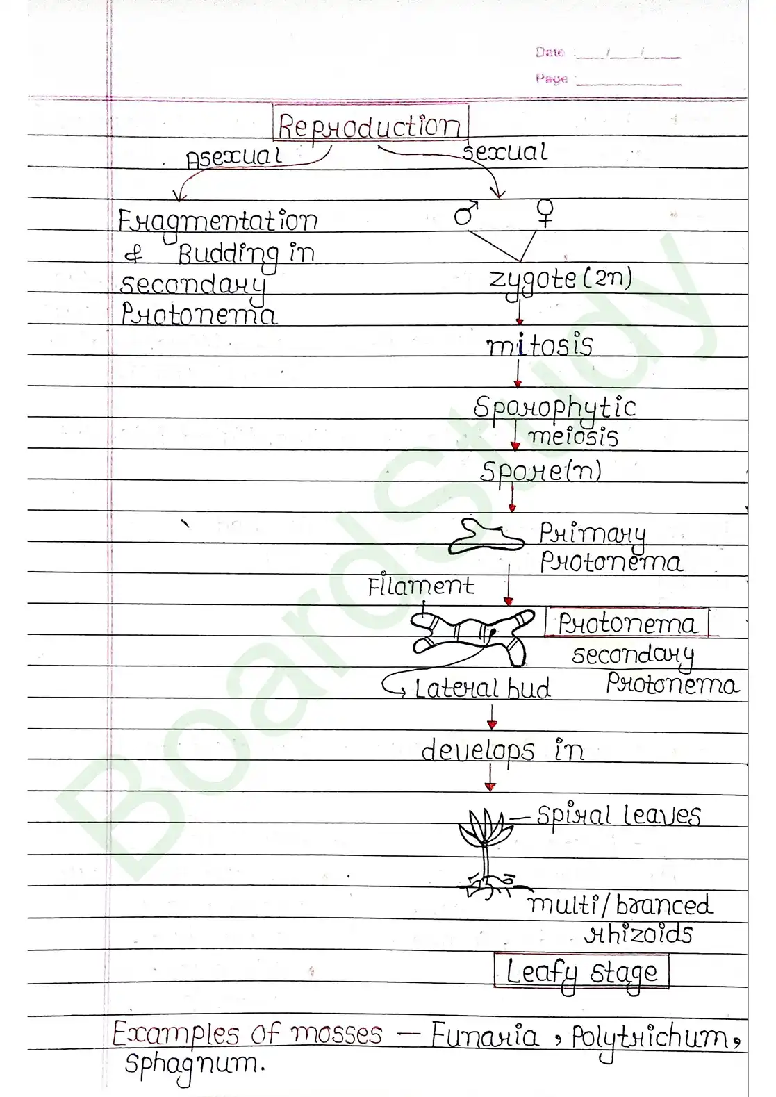 3. Plant Kingdom_page-0013