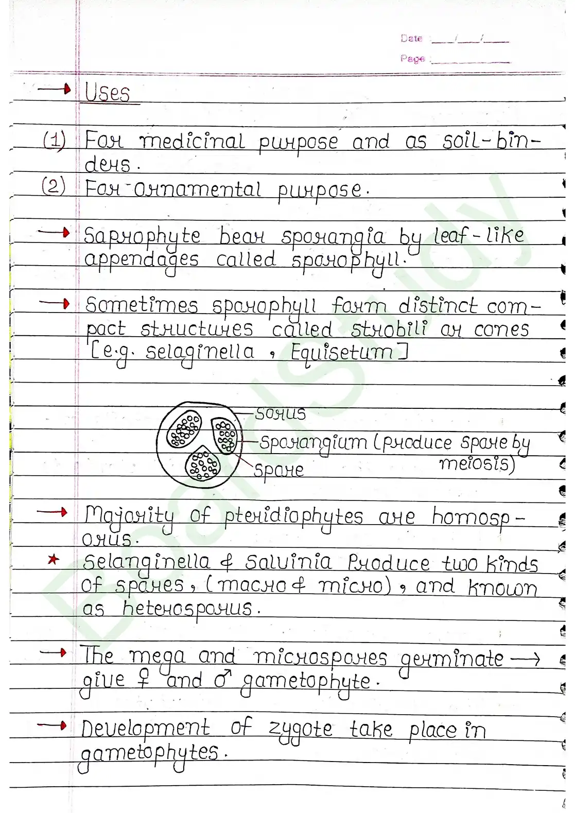 3. Plant Kingdom_page-0015