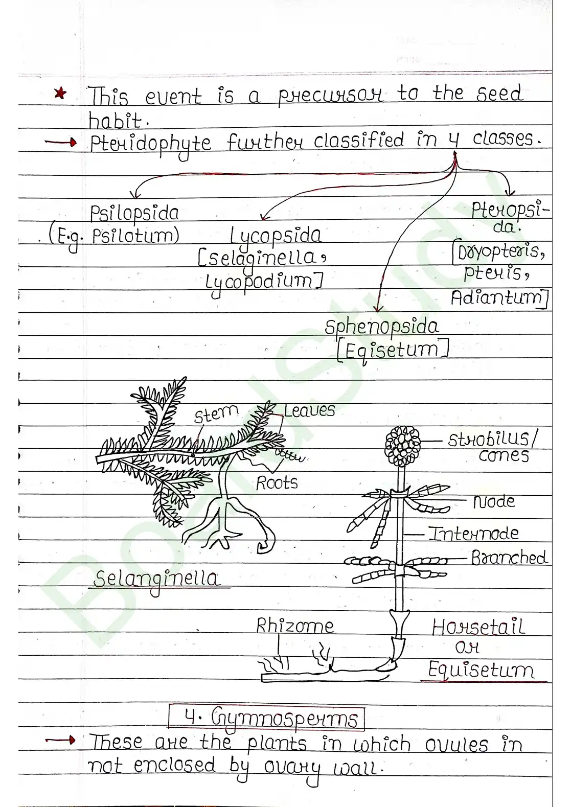 3. Plant Kingdom_page-0016
