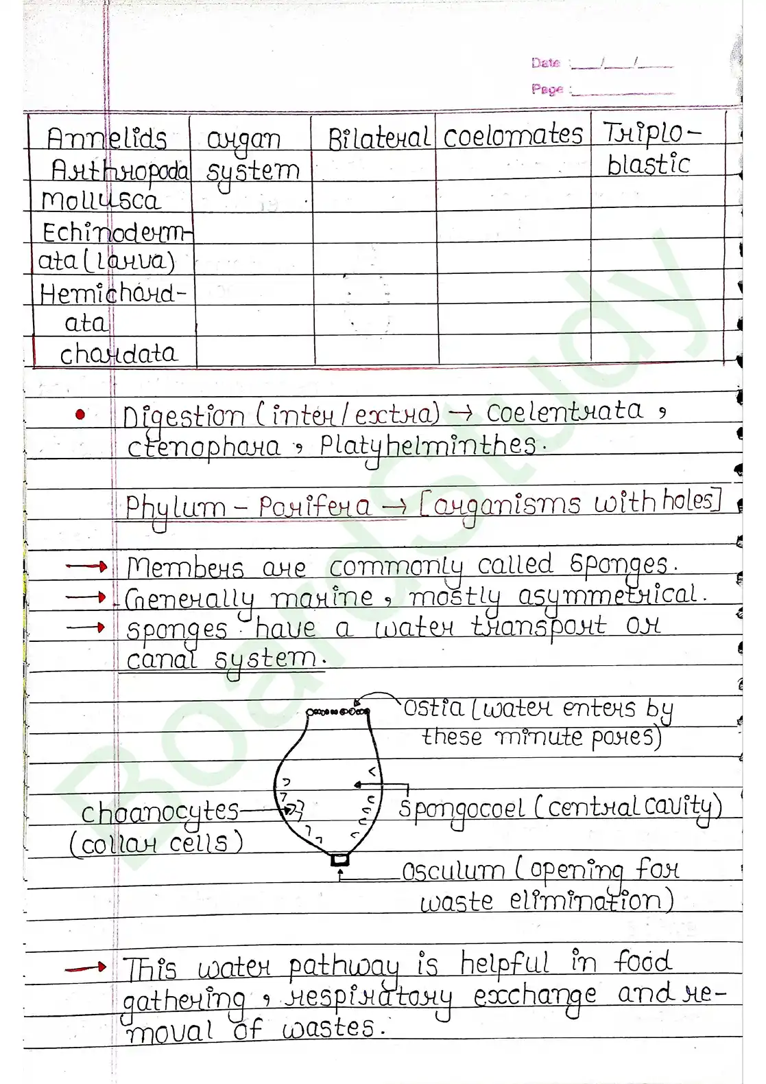 4. Animal Kingdom_page-0007
